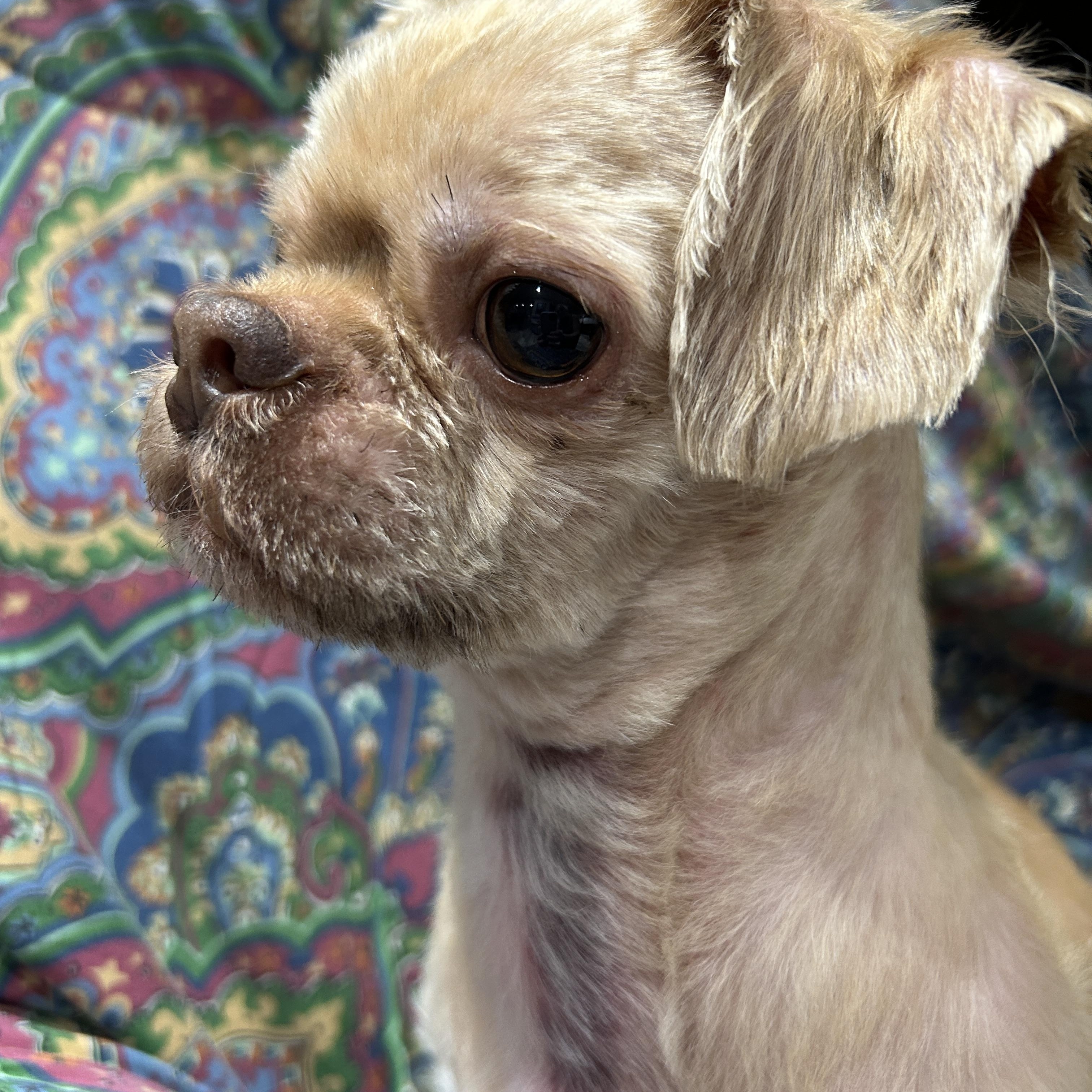 Enlarge Sheldon, a ADOPTABLE Shih Tzu in Sarasota, FL image 1/4