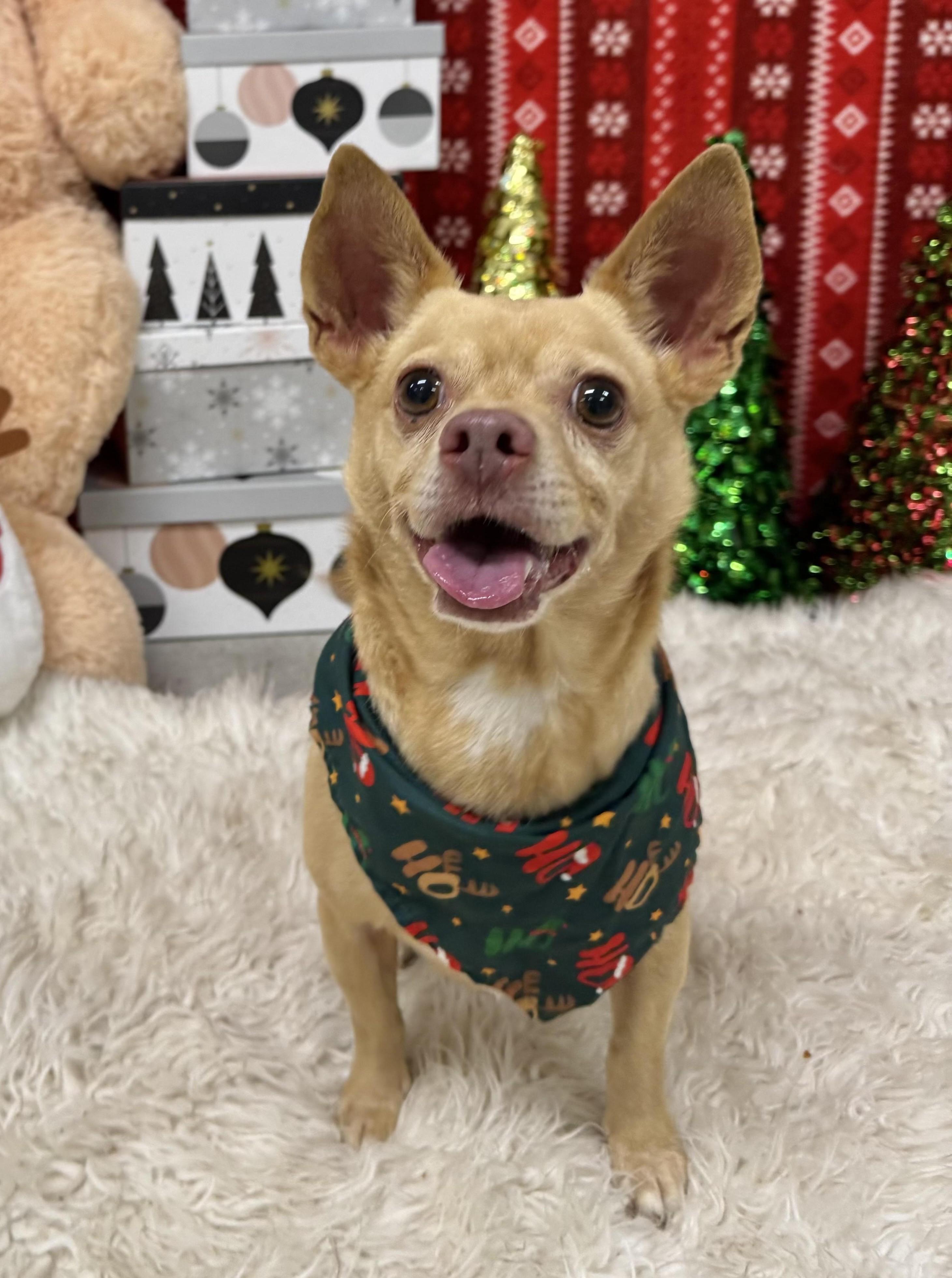 Pablo, Adoptable, Adult Male Chihuahua & Pug.