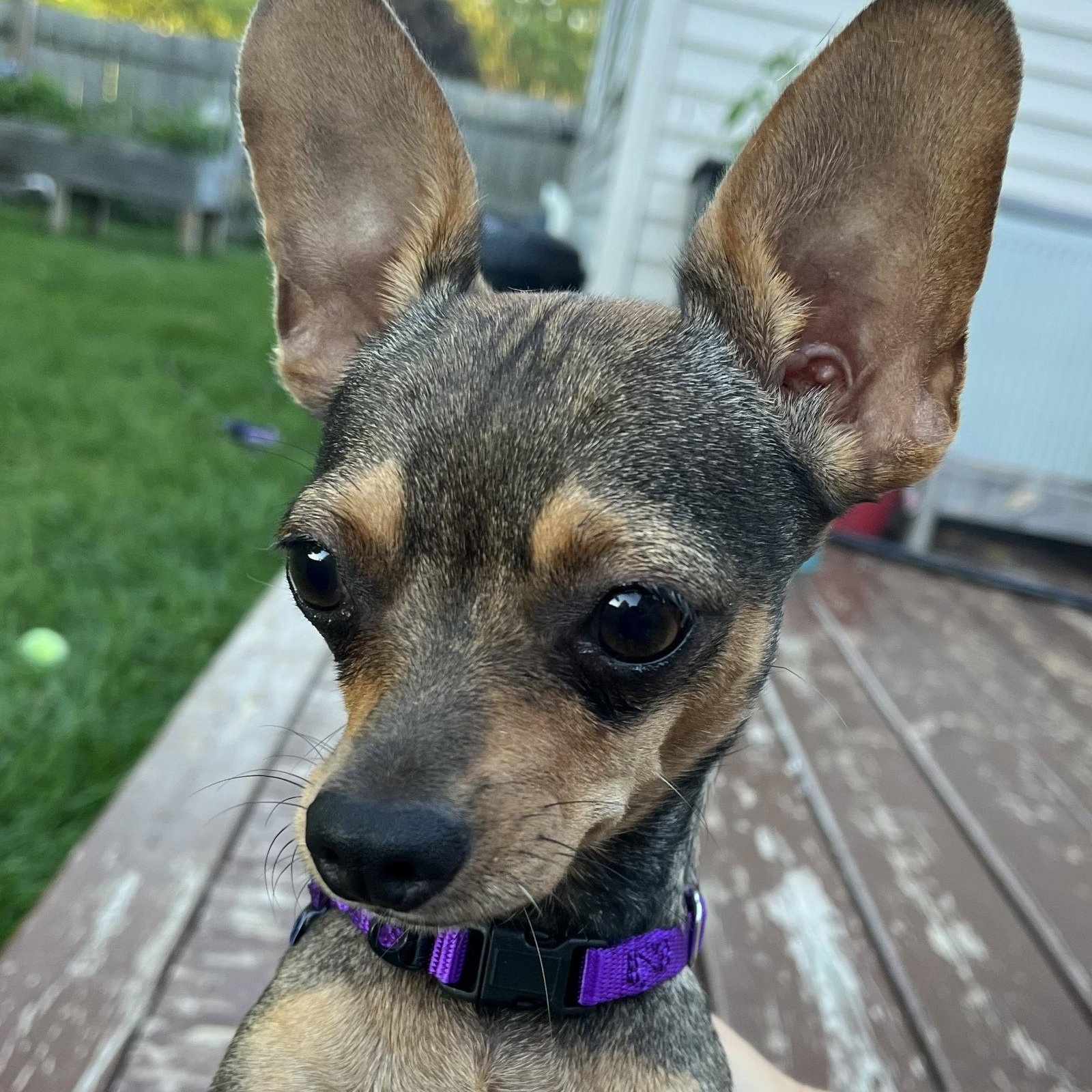 Fanta, Adoptable, Young Female Chihuahua.