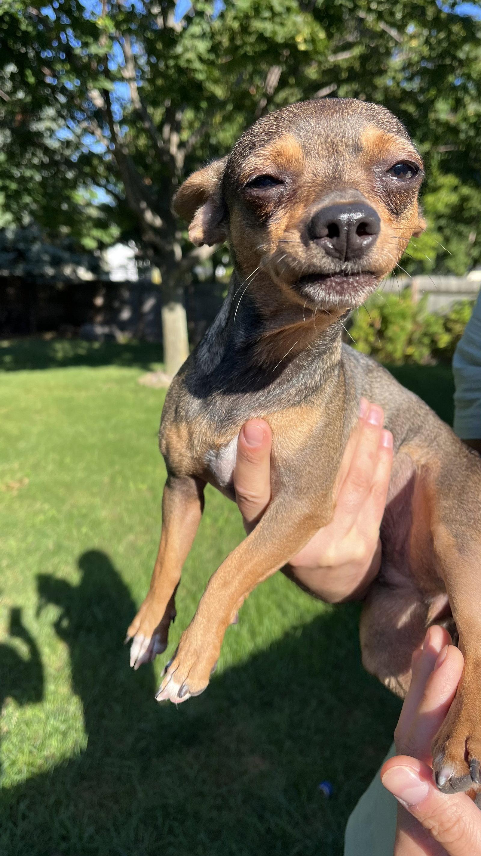 Enlarge Fanta, a Adoptable Chihuahua in New London, WI image 2/3