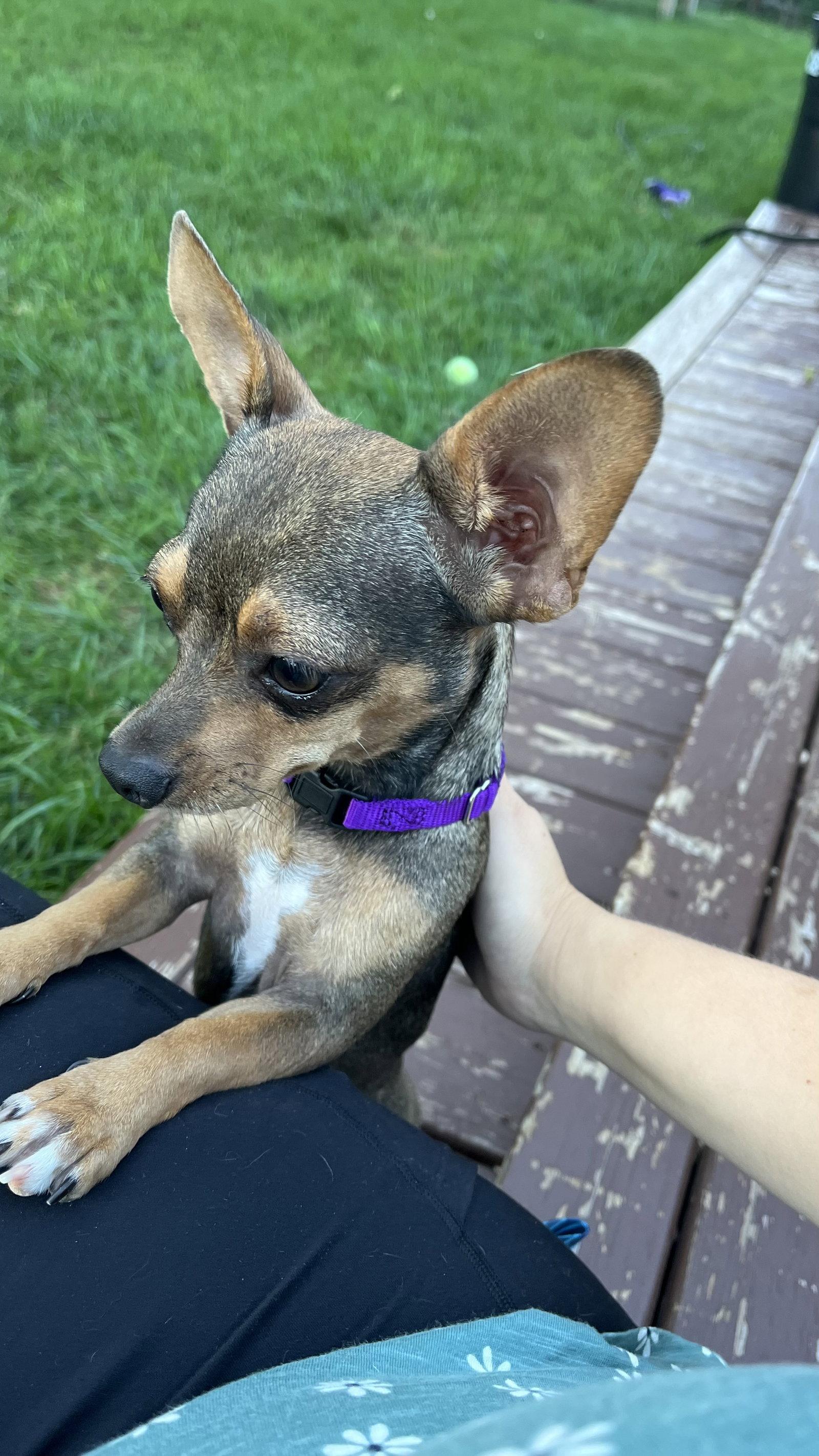 Enlarge Fanta, a Adoptable Chihuahua in New London, WI image 3/3