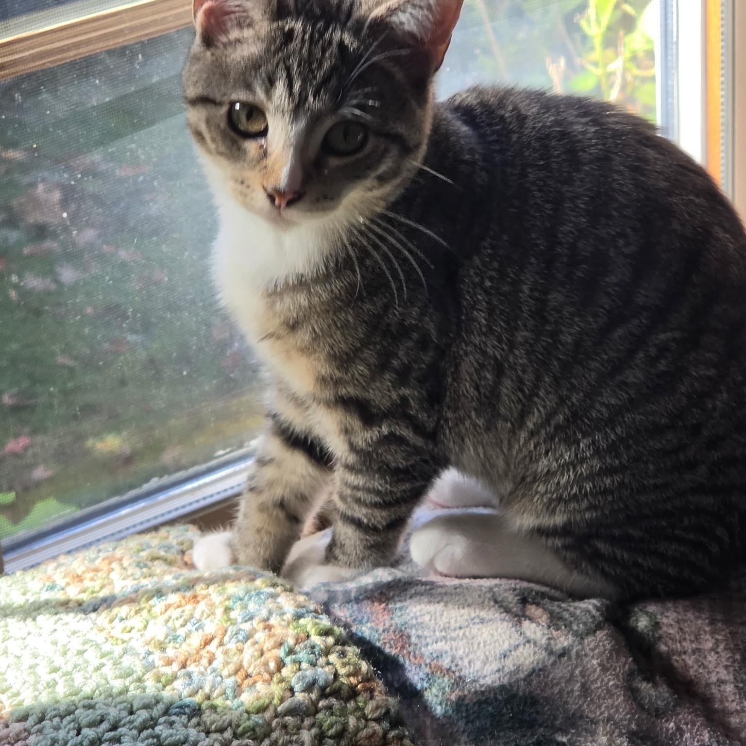 Enlarge Ash, a Adoptable mixed breed in Moriches, NY image 4/5