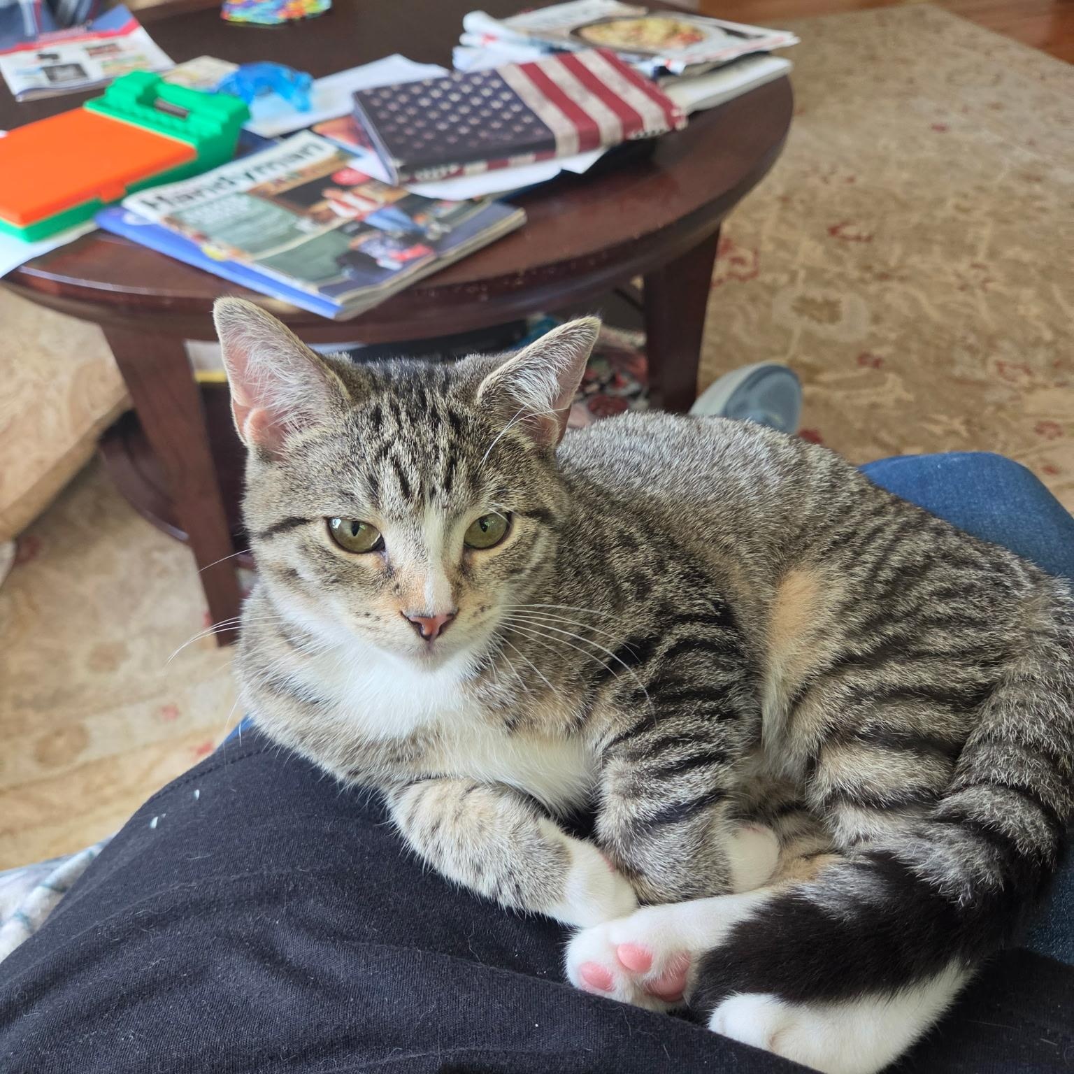 Enlarge Ash, a Adoptable mixed breed in Moriches, NY image 5/5