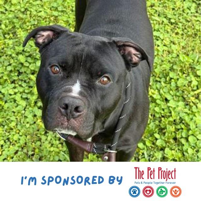 Enlarge DRACO, a Adoptable American Staffordshire Terrier in Fort Lauderdale, FL image 1/1