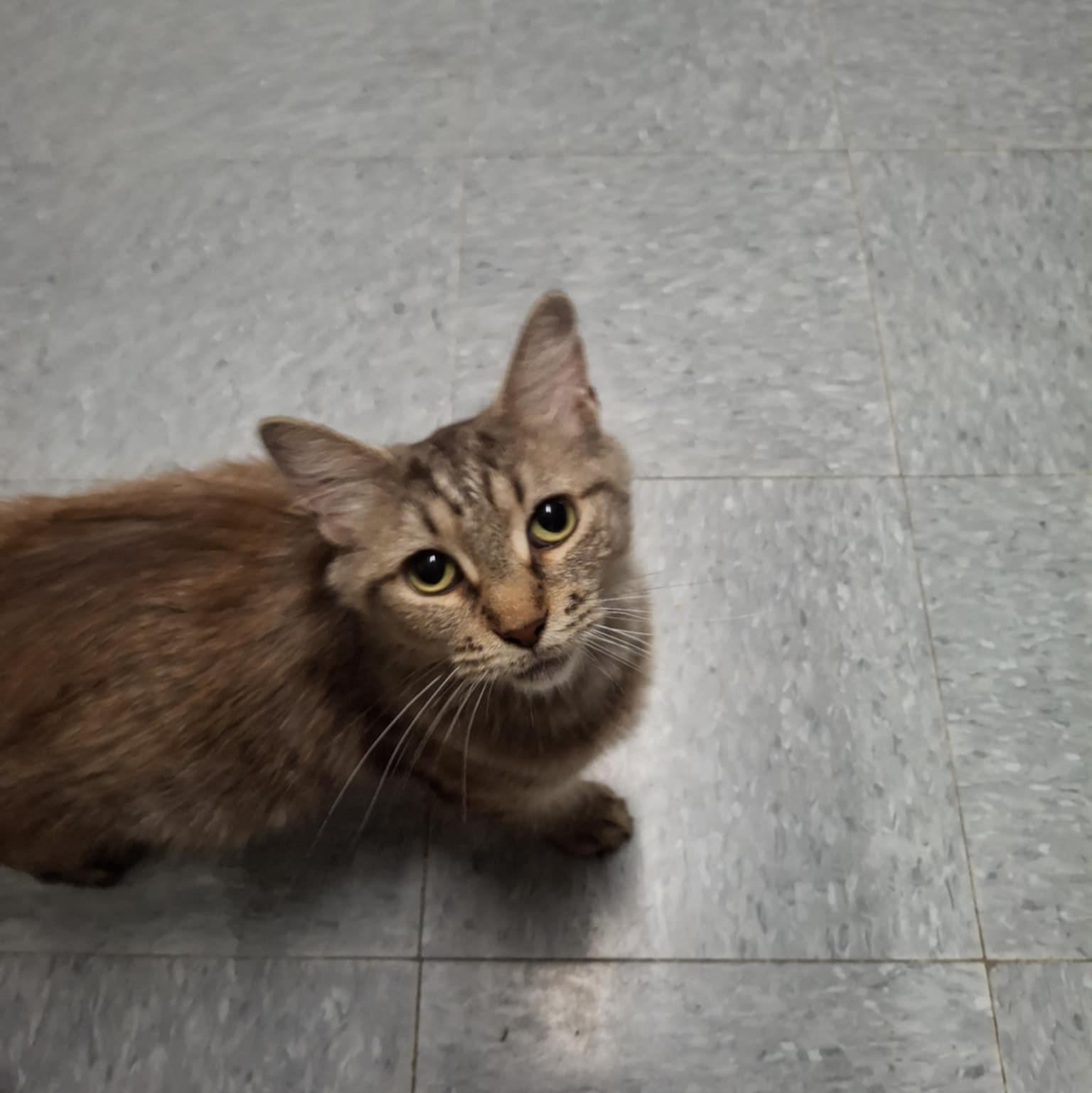 Ginger, Adult Female unknown