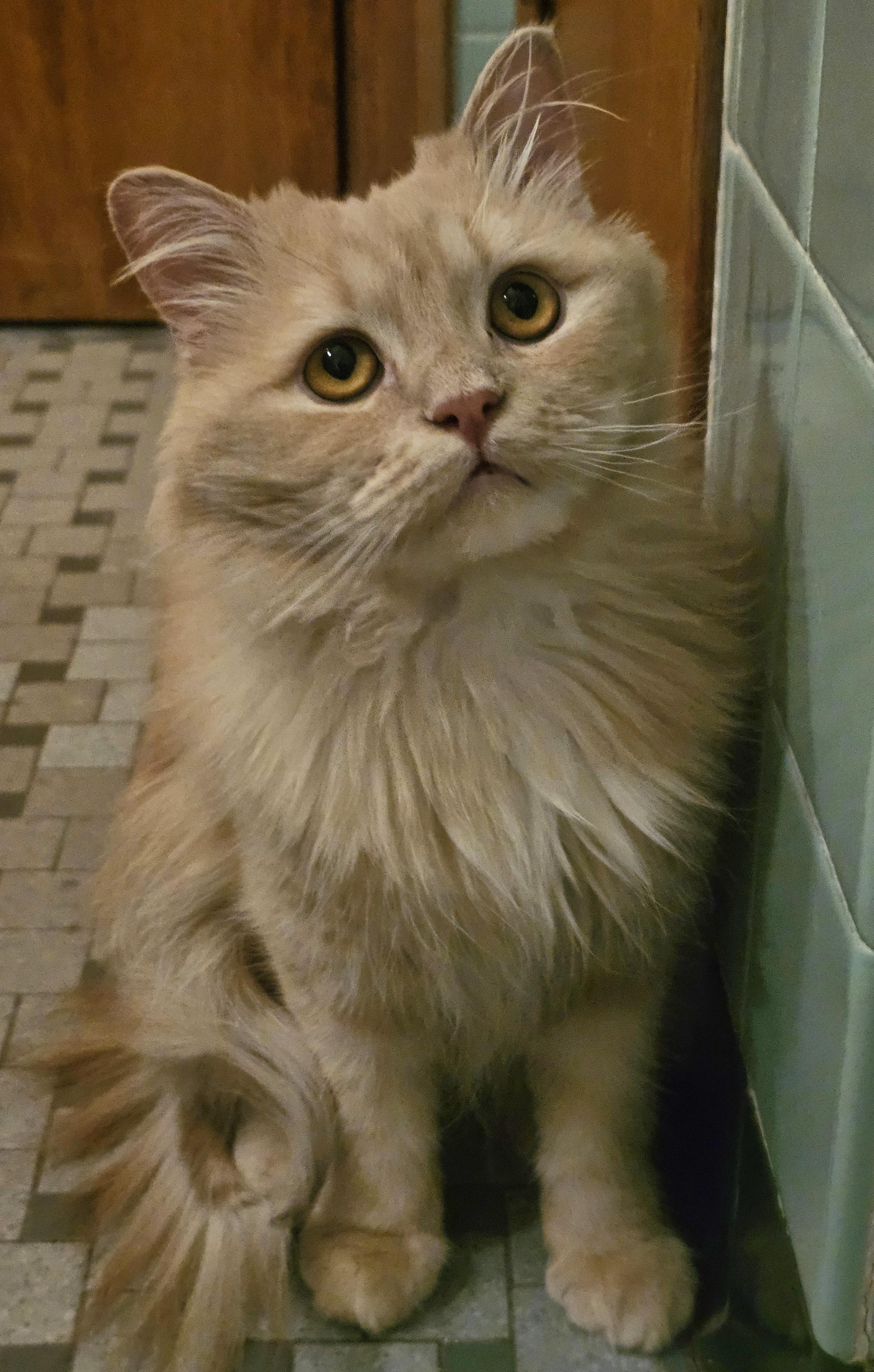 Enlarge Zayden, an adopted mixed breed in Pittsburgh, PA image 5/5