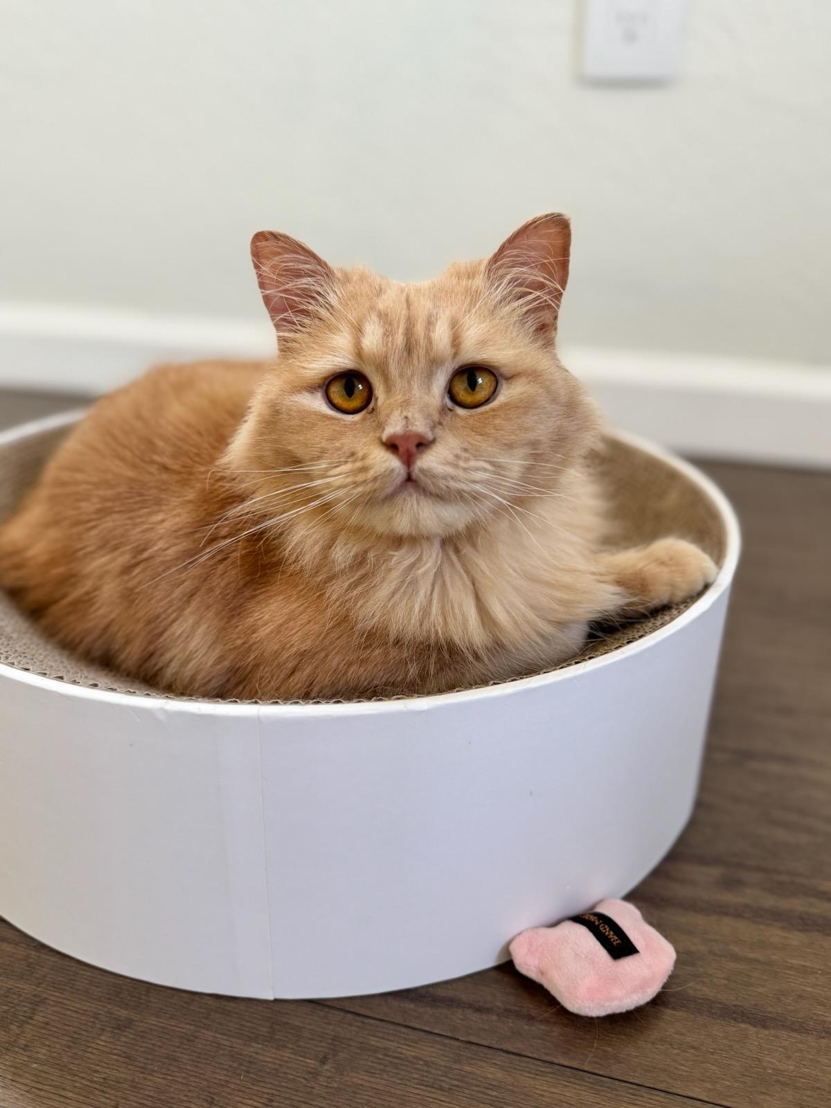 Enlarge Zayden, an adopted mixed breed in Pittsburgh, PA image 3/5