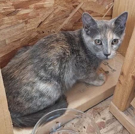 Pearl, an adoptable Domestic Short Hair in Kenai, AK, 99611 | Photo Image 1