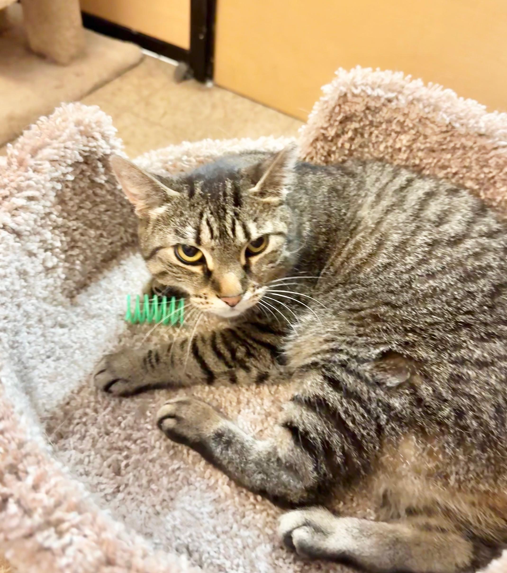 Enlarge Everly, a ADOPTABLE Domestic Short Hair in Springfield, PA image 4/4