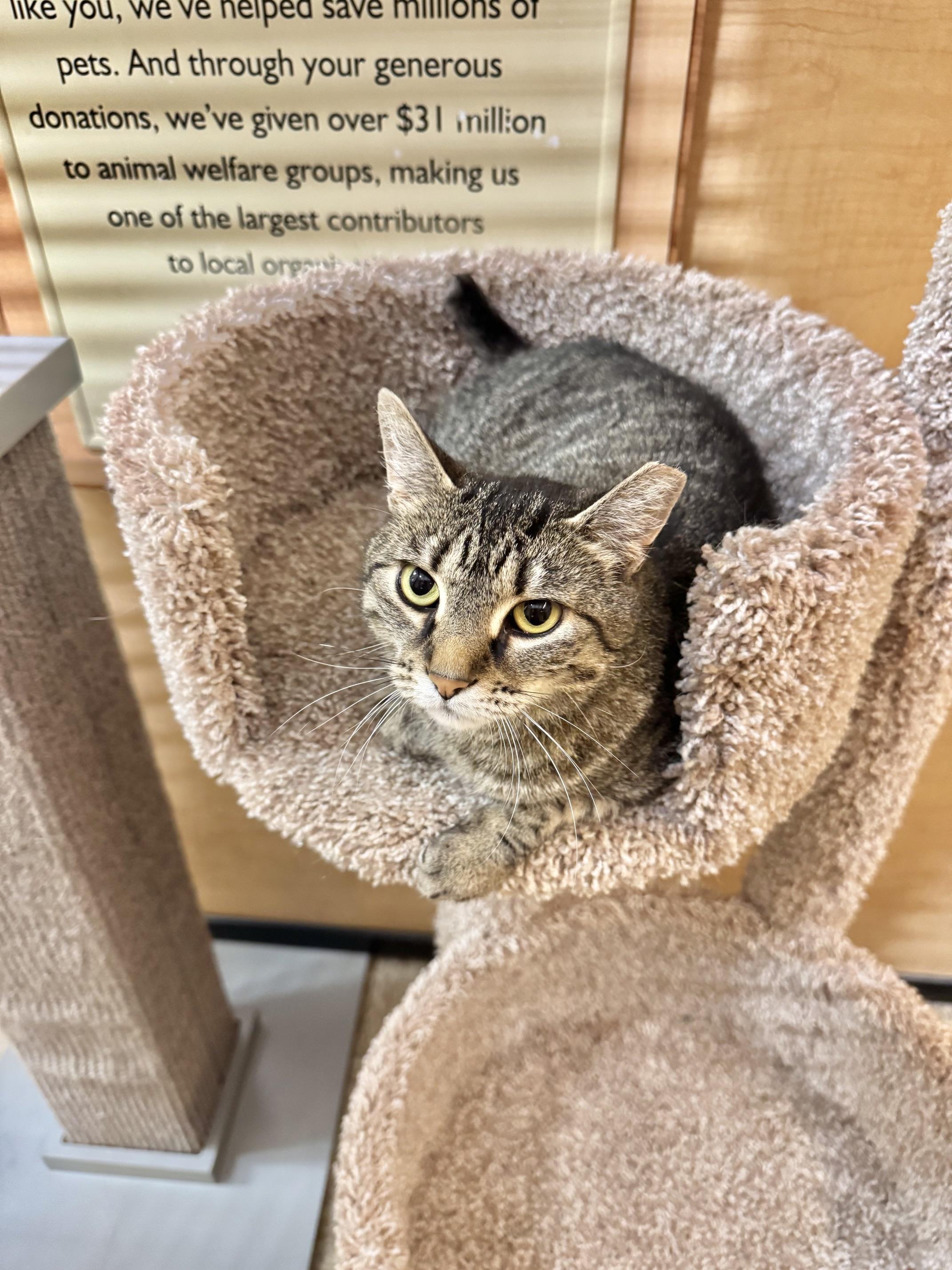 Everly, ADOPTABLE, Young Female Domestic Short Hair.