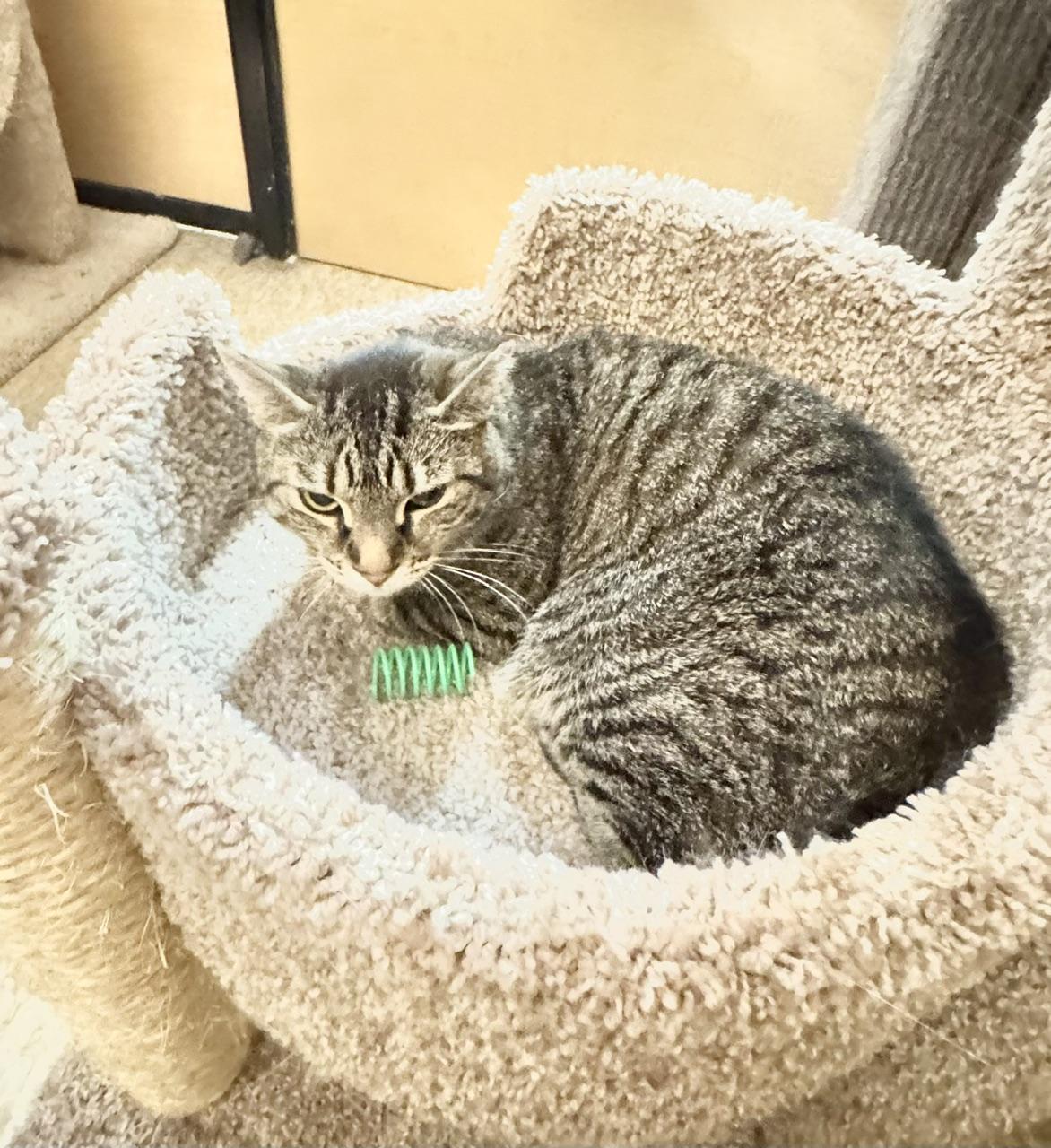 Enlarge Everly, a ADOPTABLE Domestic Short Hair in Springfield, PA image 3/4