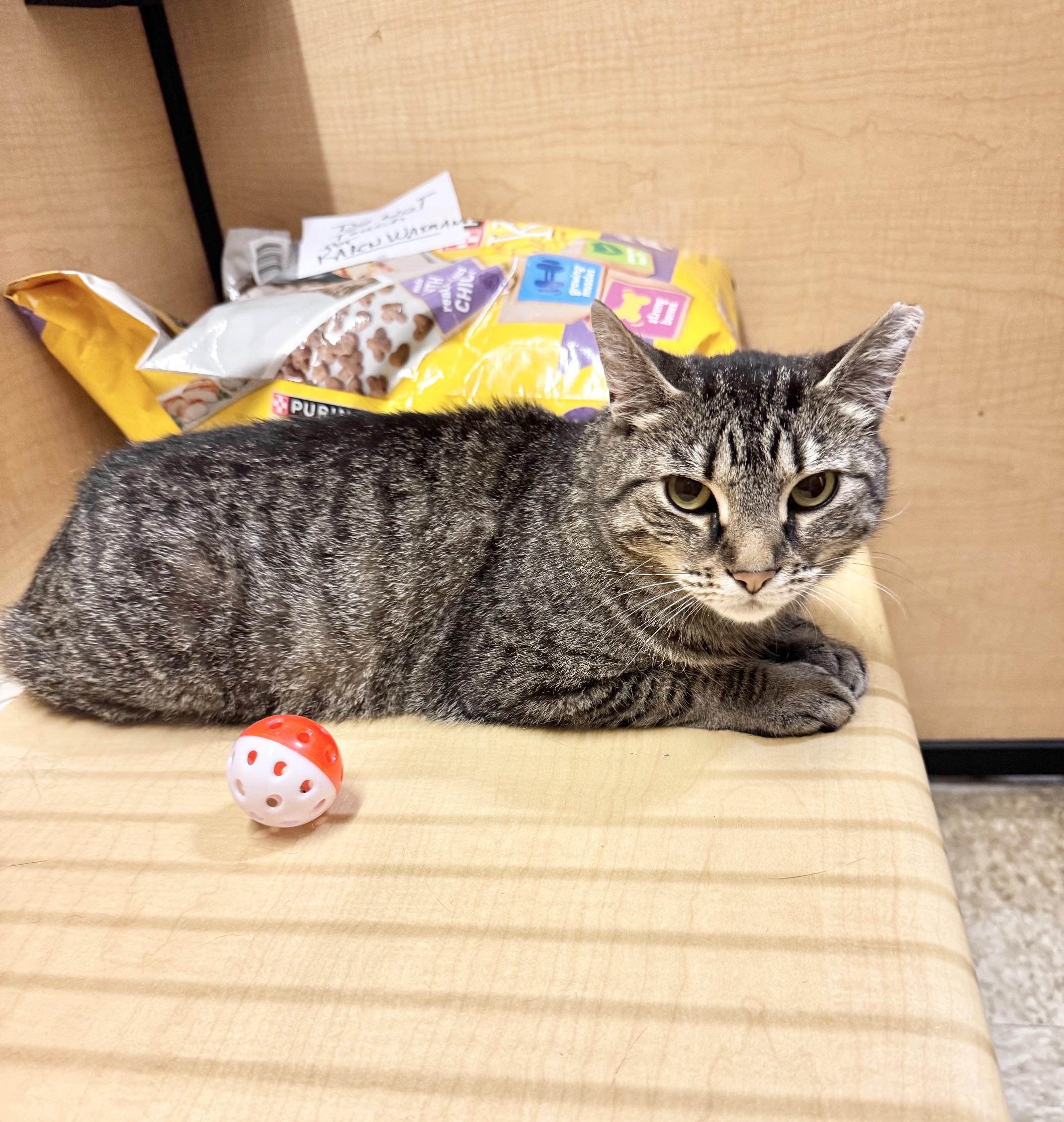 Enlarge Everly, a ADOPTABLE Domestic Short Hair in Springfield, PA image 2/4