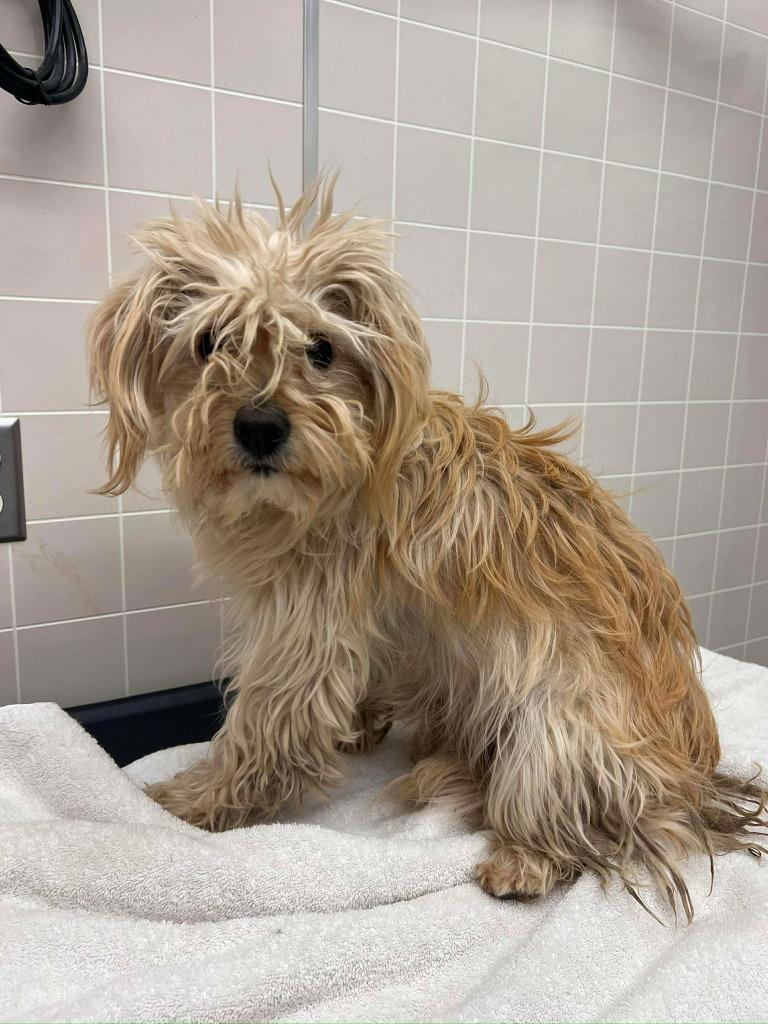 Berlin, Adoptable, Adult Female Mixed Breed.