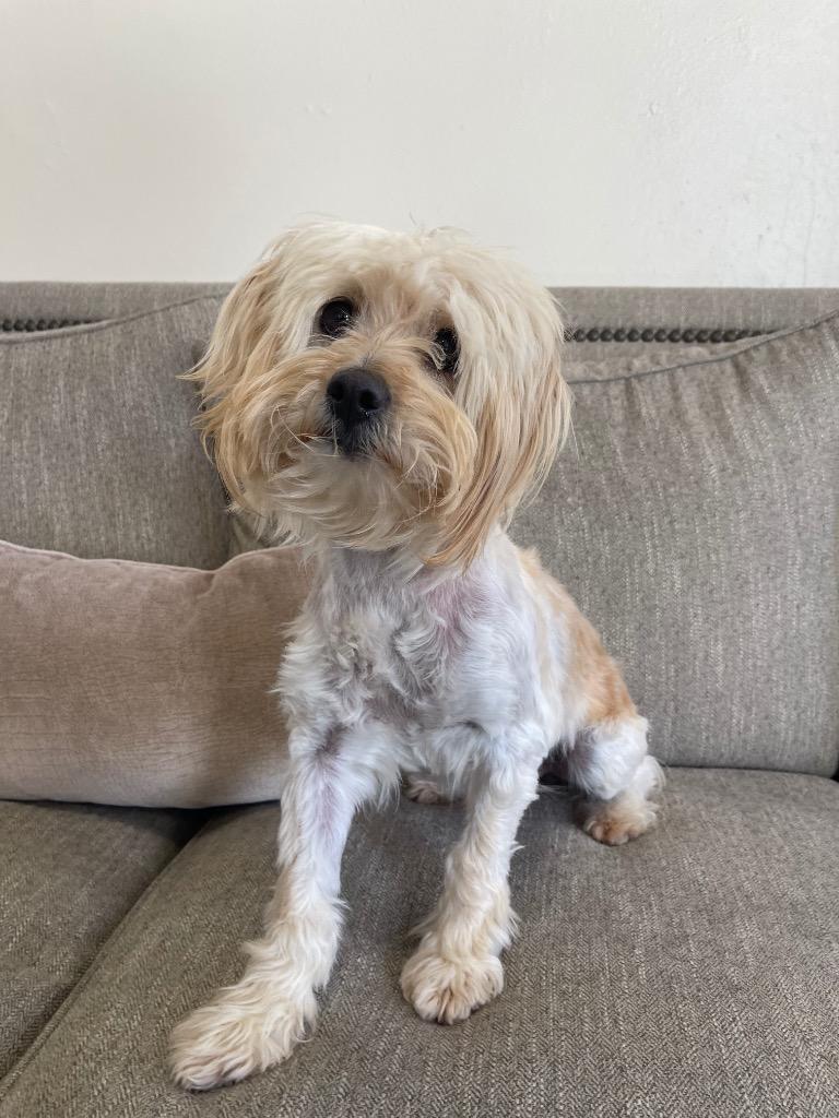 Berlin, a Adoptable mixed breed in Thousand Oaks, CA image 3/3