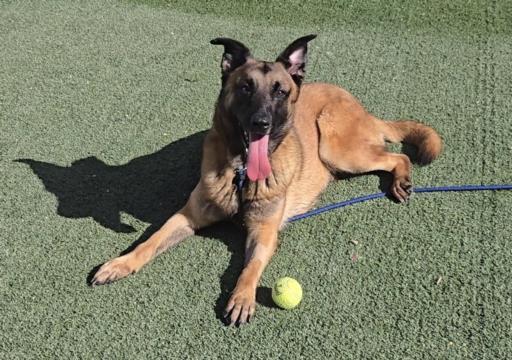 MAISIE, Adoptable, Adult Female Belgian Shepherd / Malinois & Mixed Breed.