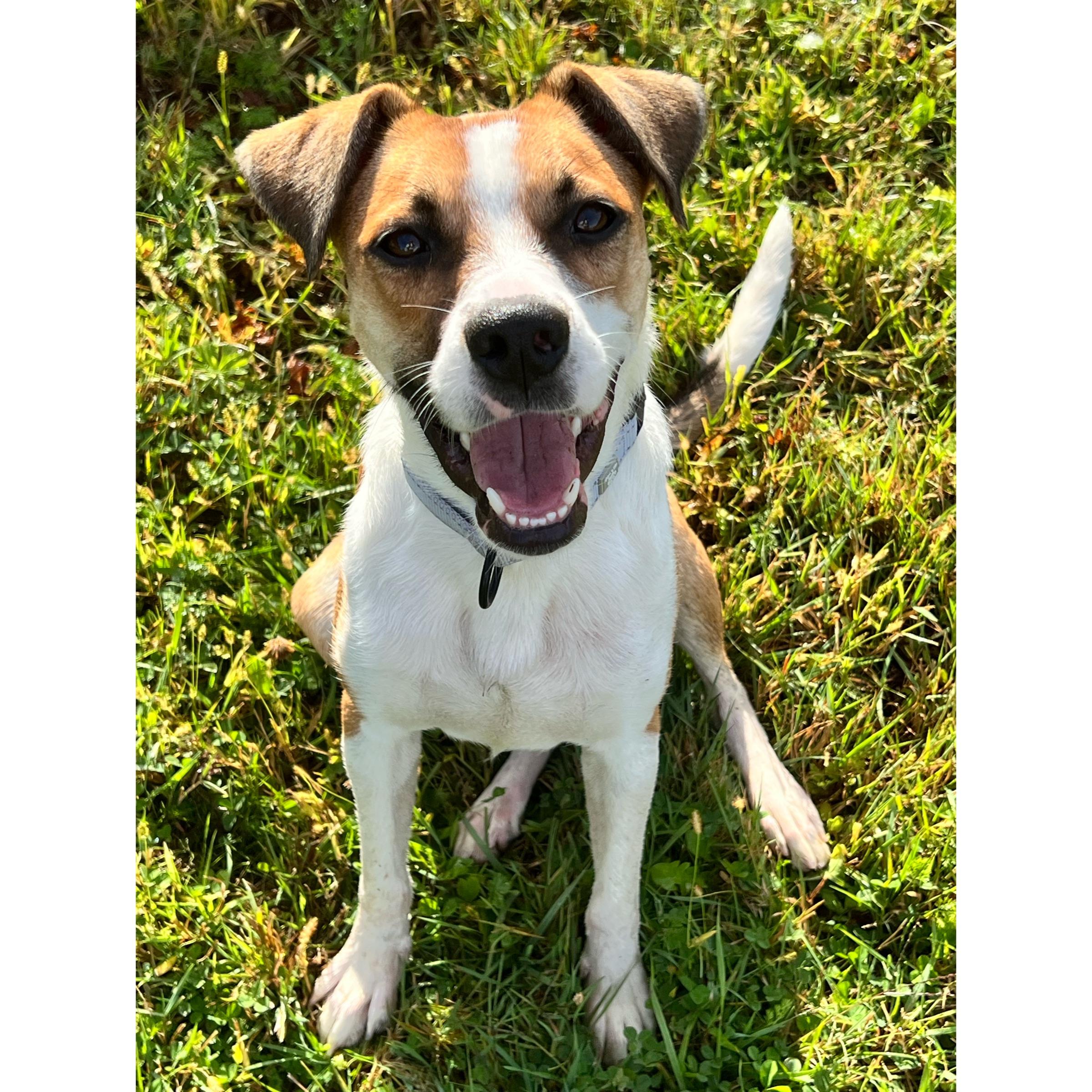 Enlarge Deackle in NH. Come Meet our Adoptable Dogs Wednesday-Saturday. More info in Bio, a Adoptable mixed breed in Manchester, NH image 2/5