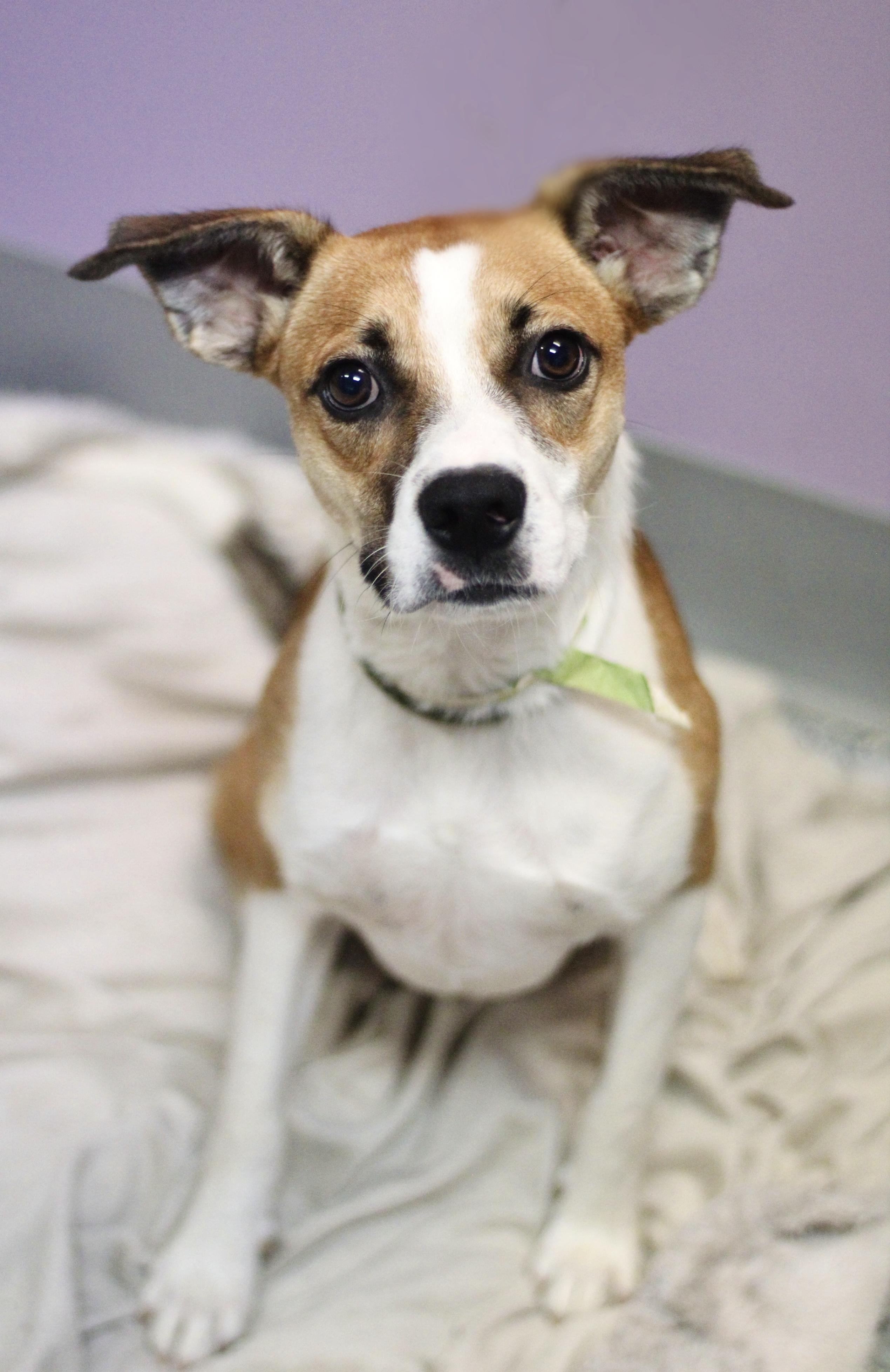 Enlarge Deackle in NH. Come Meet our Adoptable Dogs Wednesday-Saturday. More info in Bio, a Adoptable mixed breed in Manchester, NH image 1/5