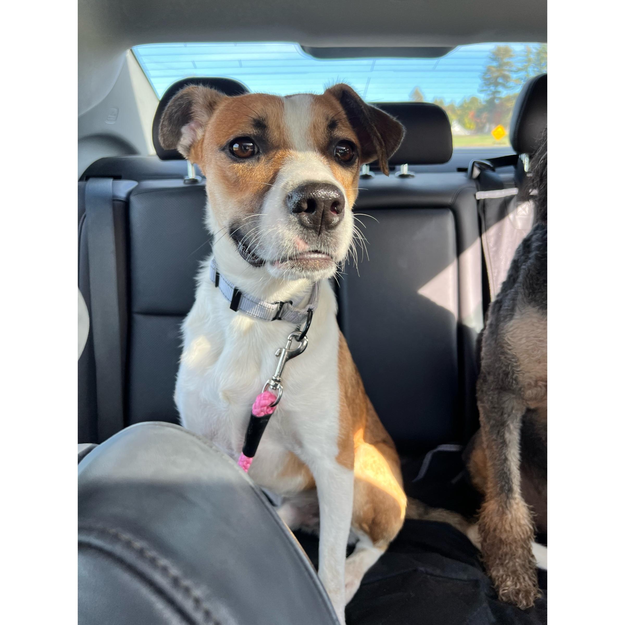 Enlarge Deackle in NH. Come Meet our Adoptable Dogs Wednesday-Saturday. More info in Bio, a Adoptable mixed breed in Manchester, NH image 5/5