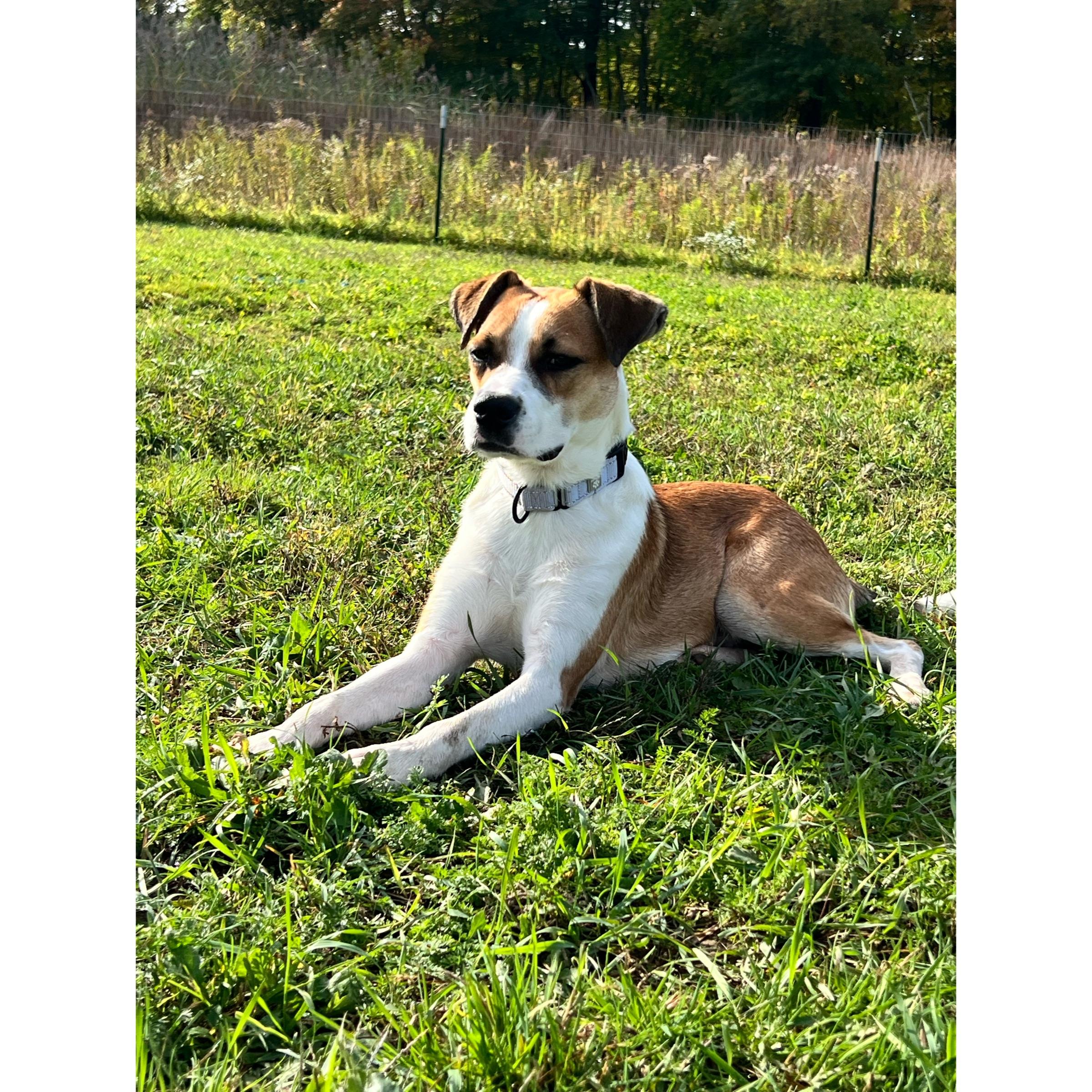 Enlarge Deackle in NH. Come Meet our Adoptable Dogs Wednesday-Saturday. More info in Bio, a Adoptable mixed breed in Manchester, NH image 4/5