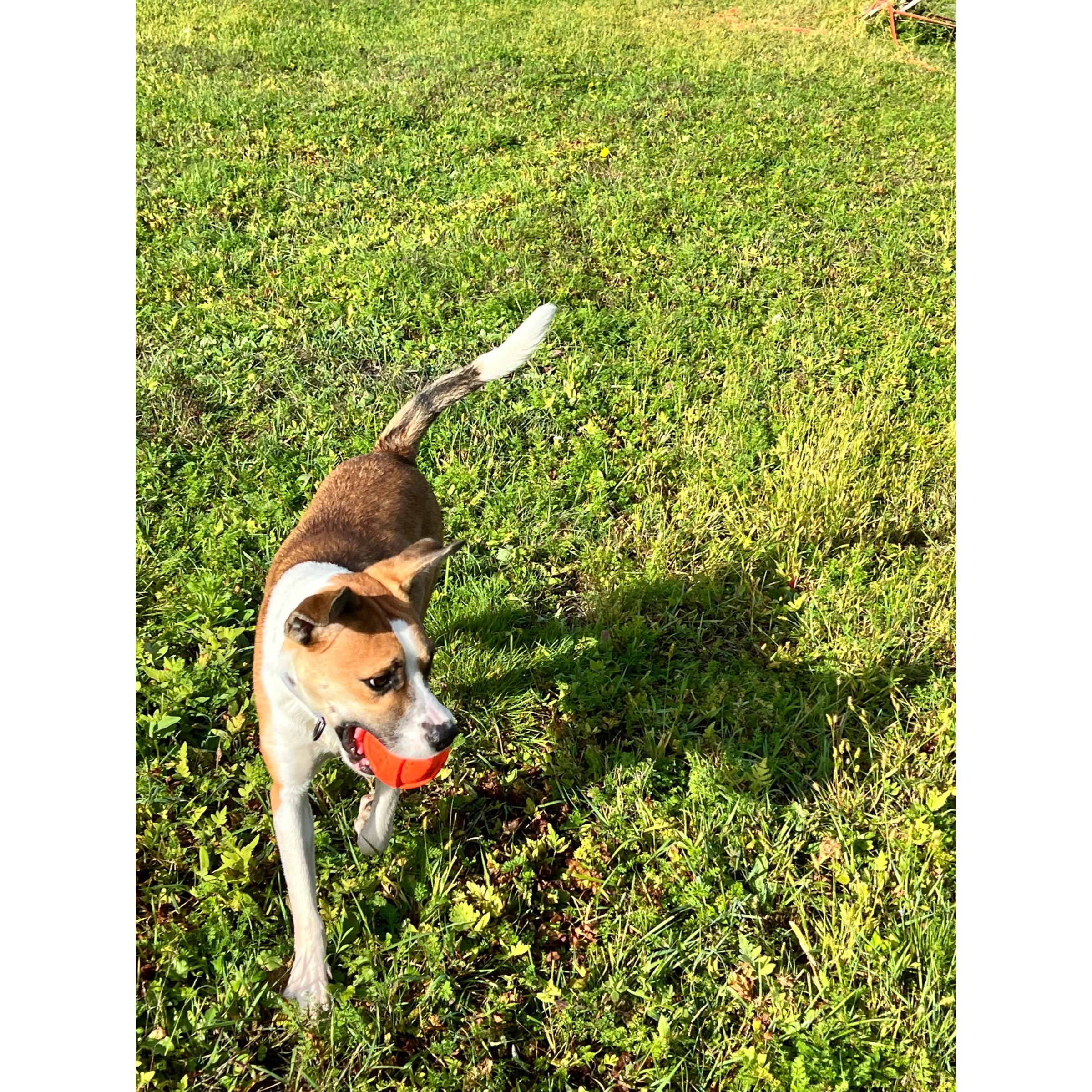 Enlarge Deackle in NH. Come Meet our Adoptable Dogs Wednesday-Saturday. More info in Bio, a Adoptable mixed breed in Manchester, NH image 3/5