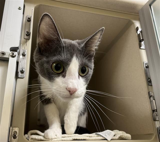 FAYE, Adoptable, Young Female Domestic Short Hair.
