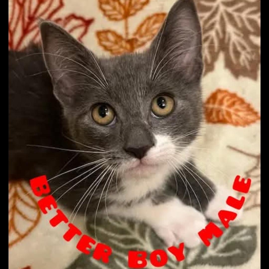 Better boy, adopted, Kitten Male Domestic Short Hair.