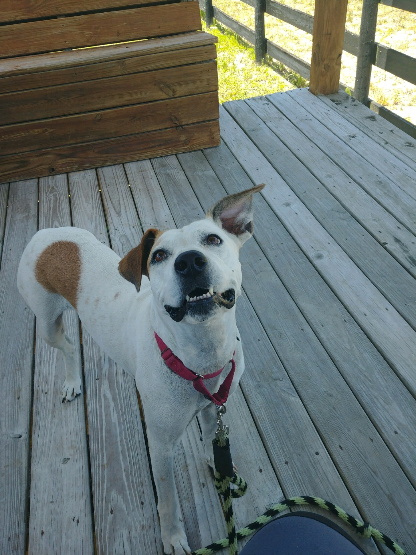 Biscuit photo 3