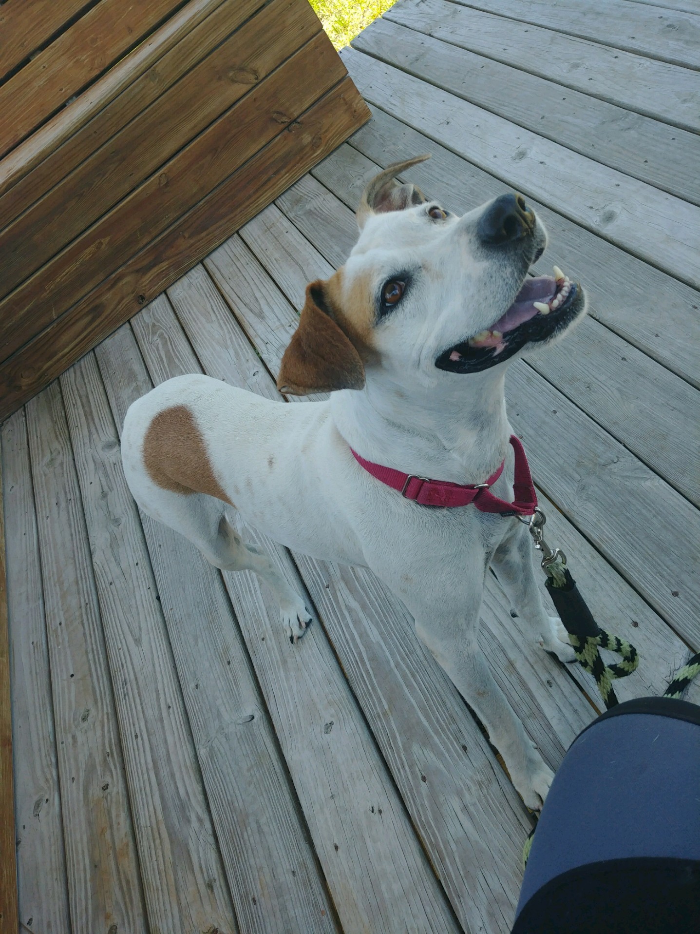 Biscuit photo 2
