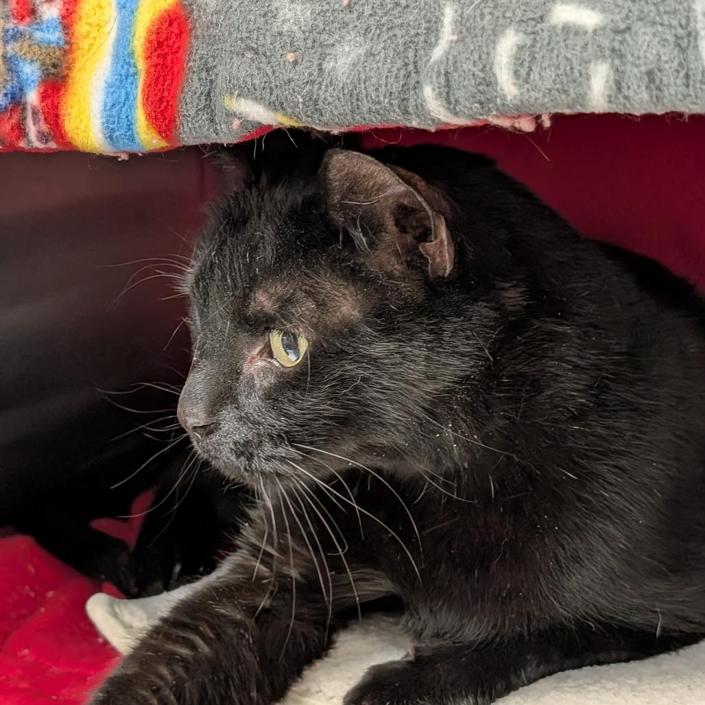 Spalding, Adoptable, Senior Male Domestic Short Hair.