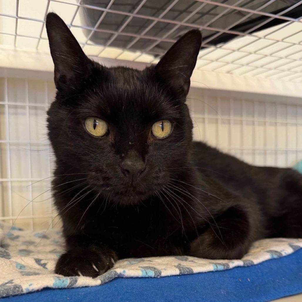 Enlarge Spalding, a Adoptable Domestic Short Hair in Las Vegas, NV image 2/2