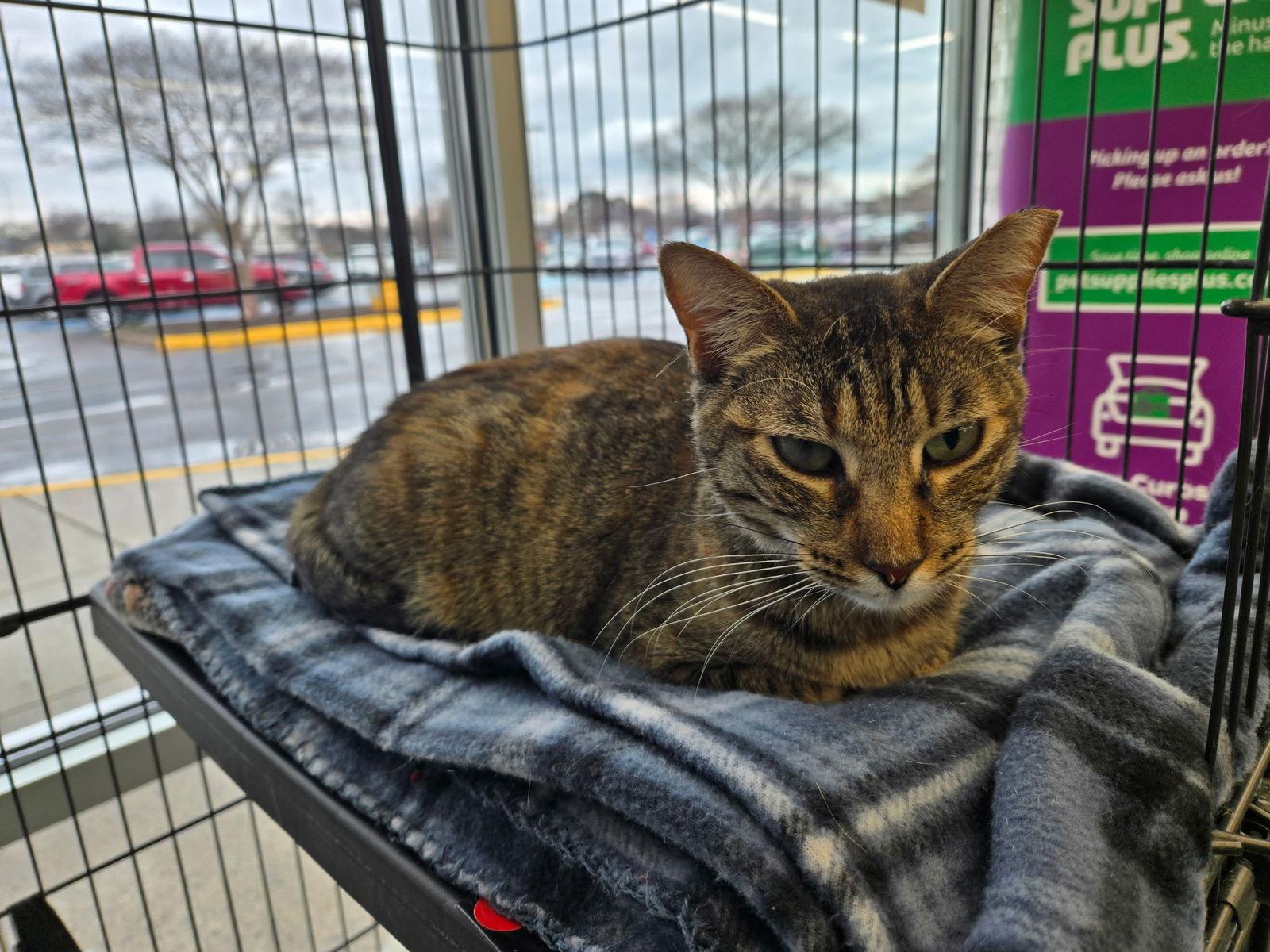 Mitchi, Adoptable, Adult Female Tabby.