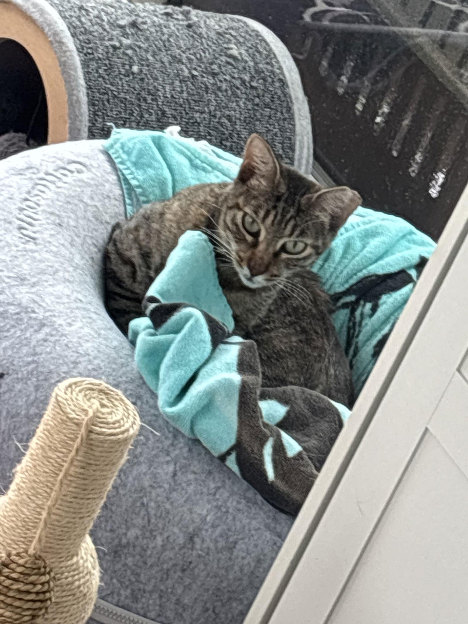 Enlarge Mitchi, a Adoptable Tabby in Virginia Beach, VA image 3/3