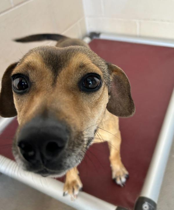 Dan, a Adoptable mixed breed in Midland, TX image 3/4