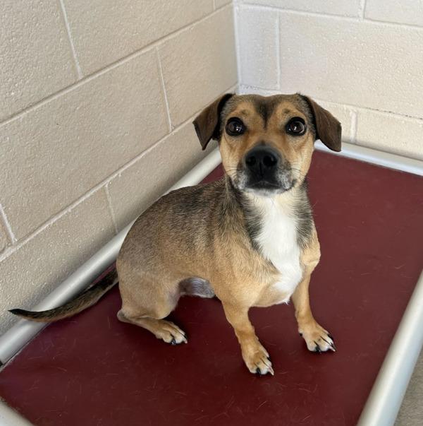 Dan, a Adoptable mixed breed in Midland, TX image 4/4