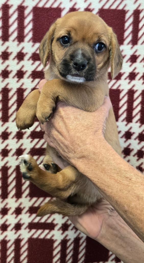 Klio, Adoptable, Puppy Female Beagle & Dachshund.