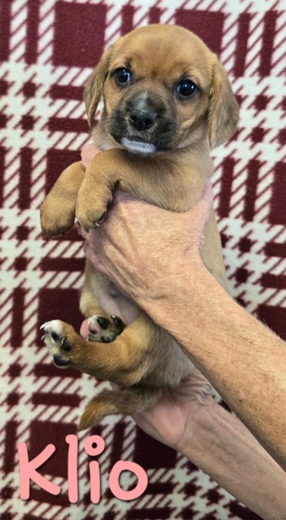 Enlarge Klio, a Adoptable mixed breed in Murphysboro, IL image 2/2