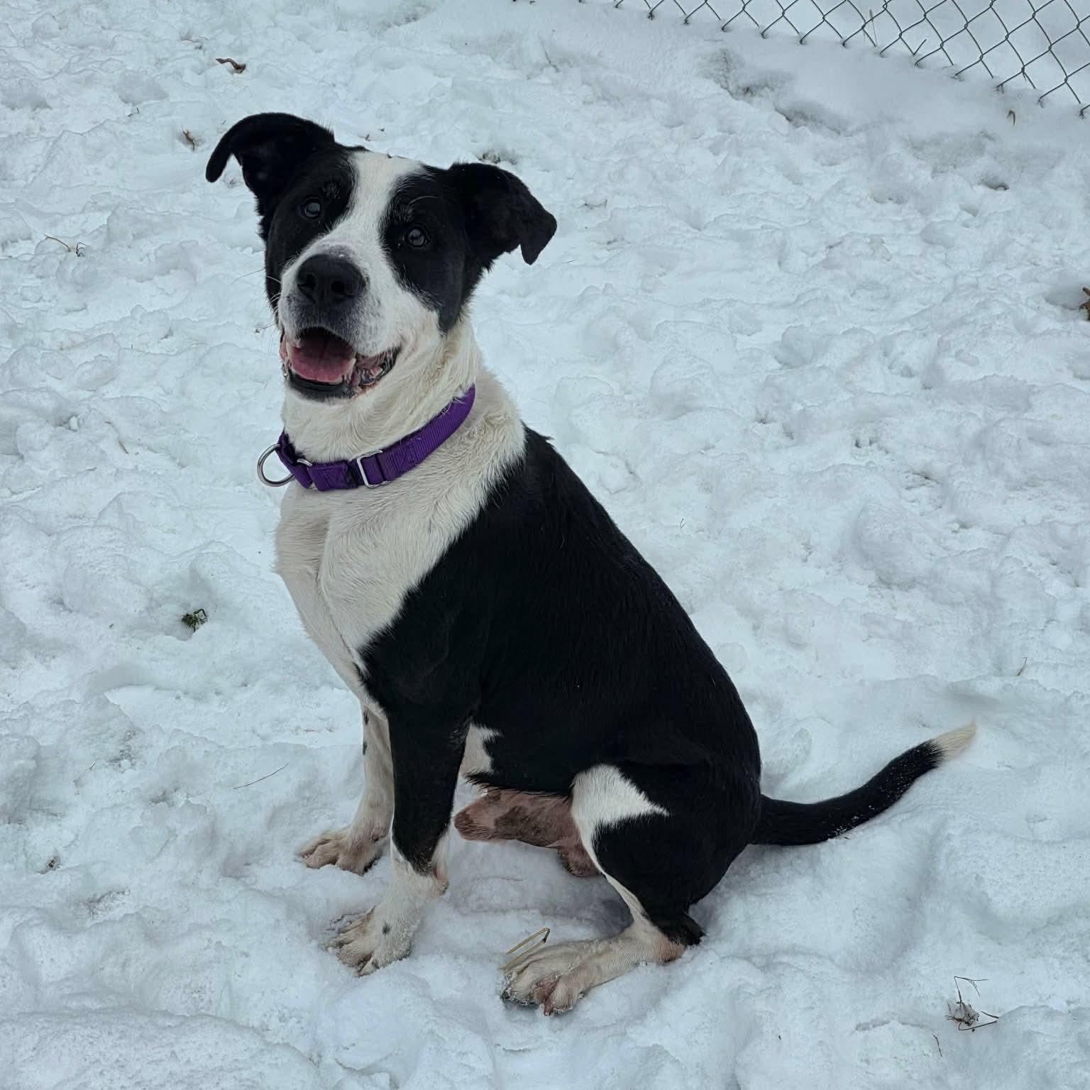 Rooney, Adoptable, Senior Male Border Collie.