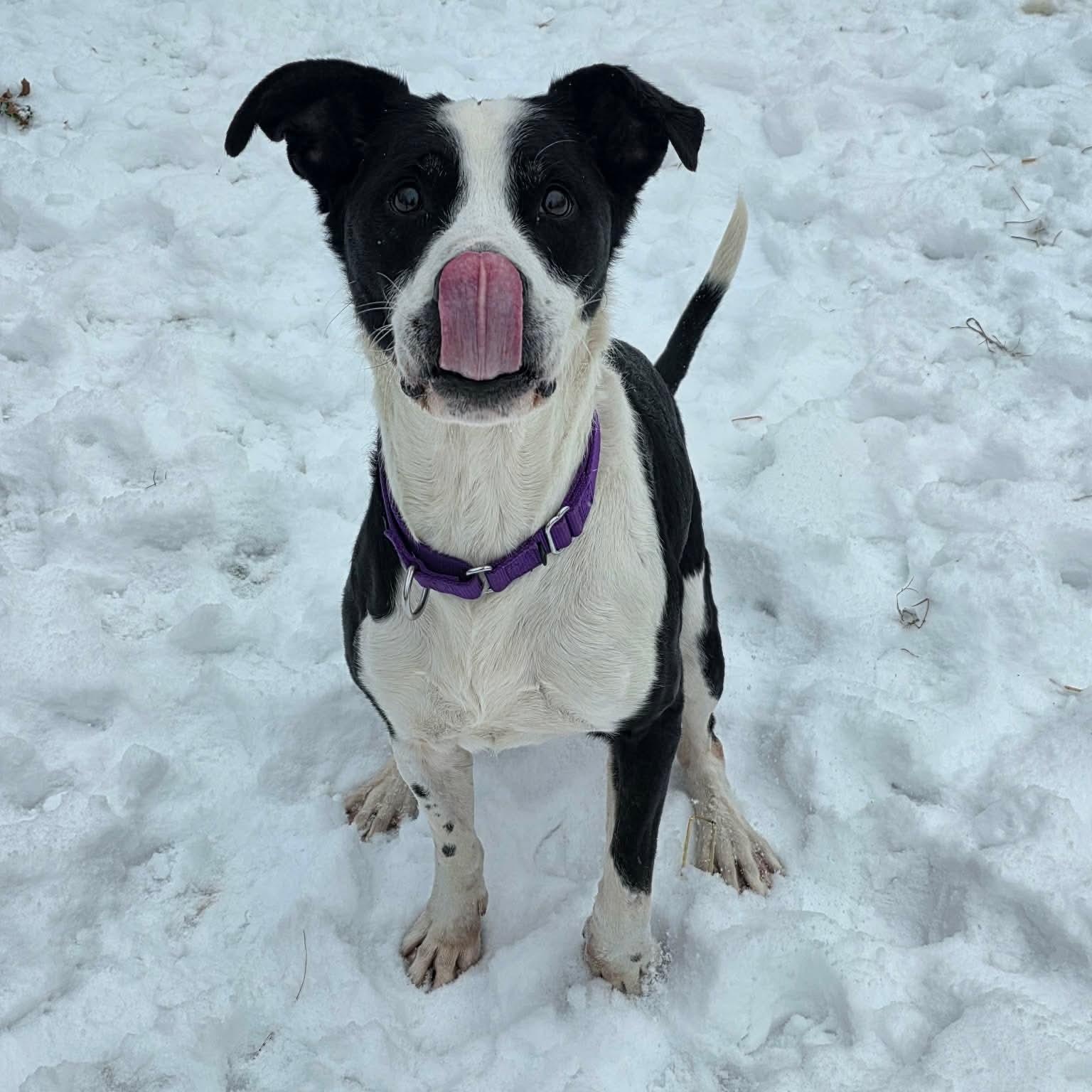 Rooney, a Adoptable mixed breed in Greensburg, PA image 2/6