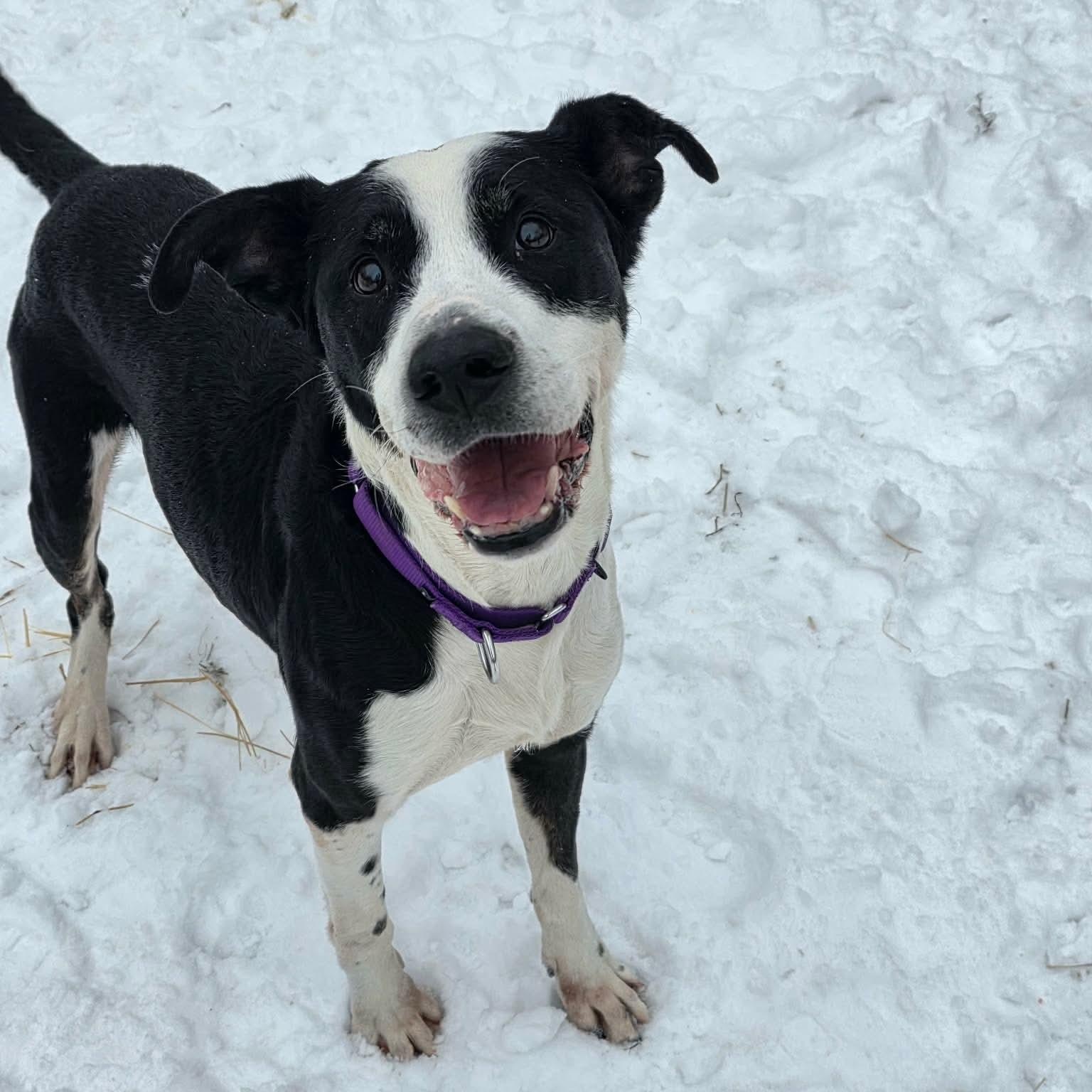 Rooney, a Adoptable mixed breed in Greensburg, PA image 5/6