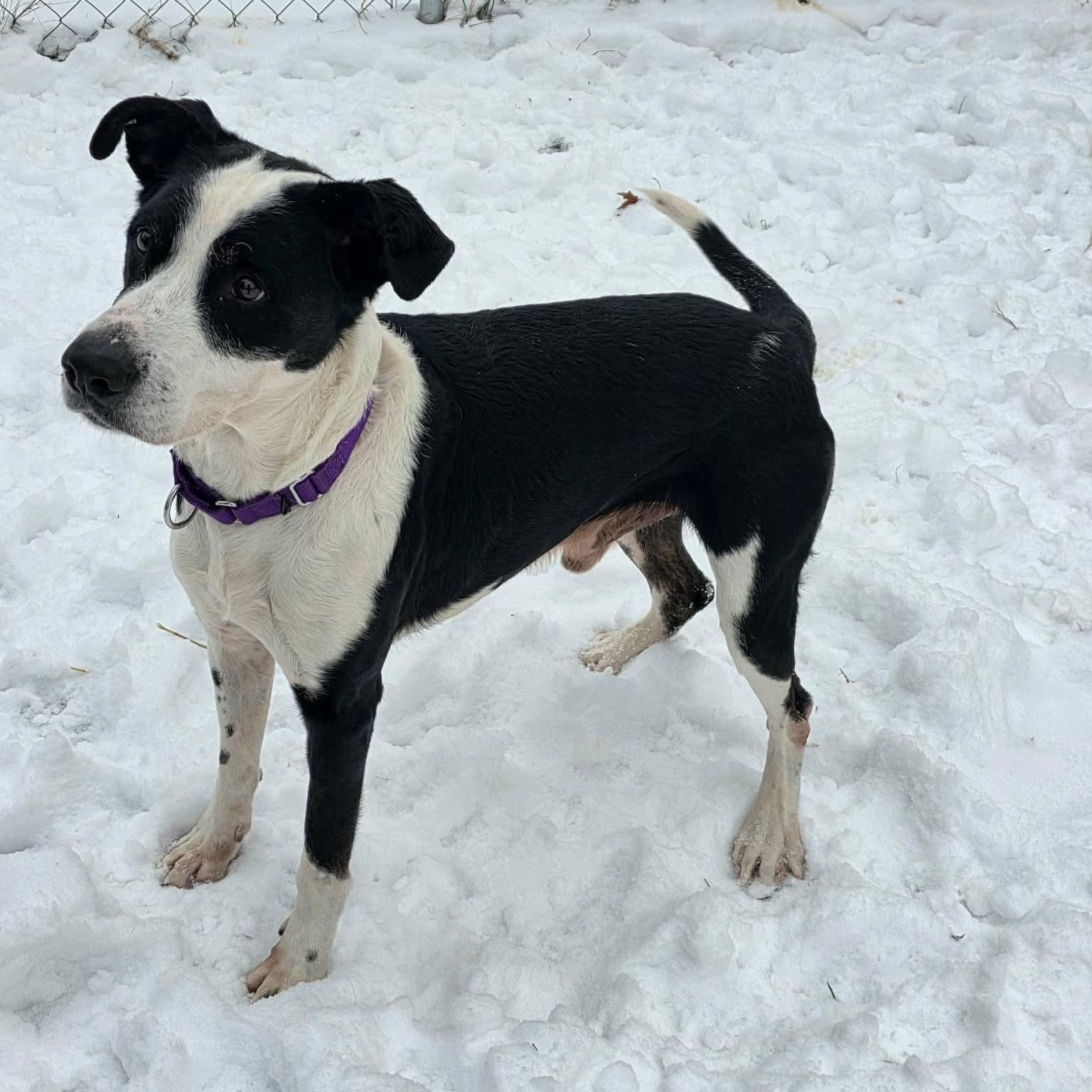 Rooney, a Adoptable mixed breed in Greensburg, PA image 4/6