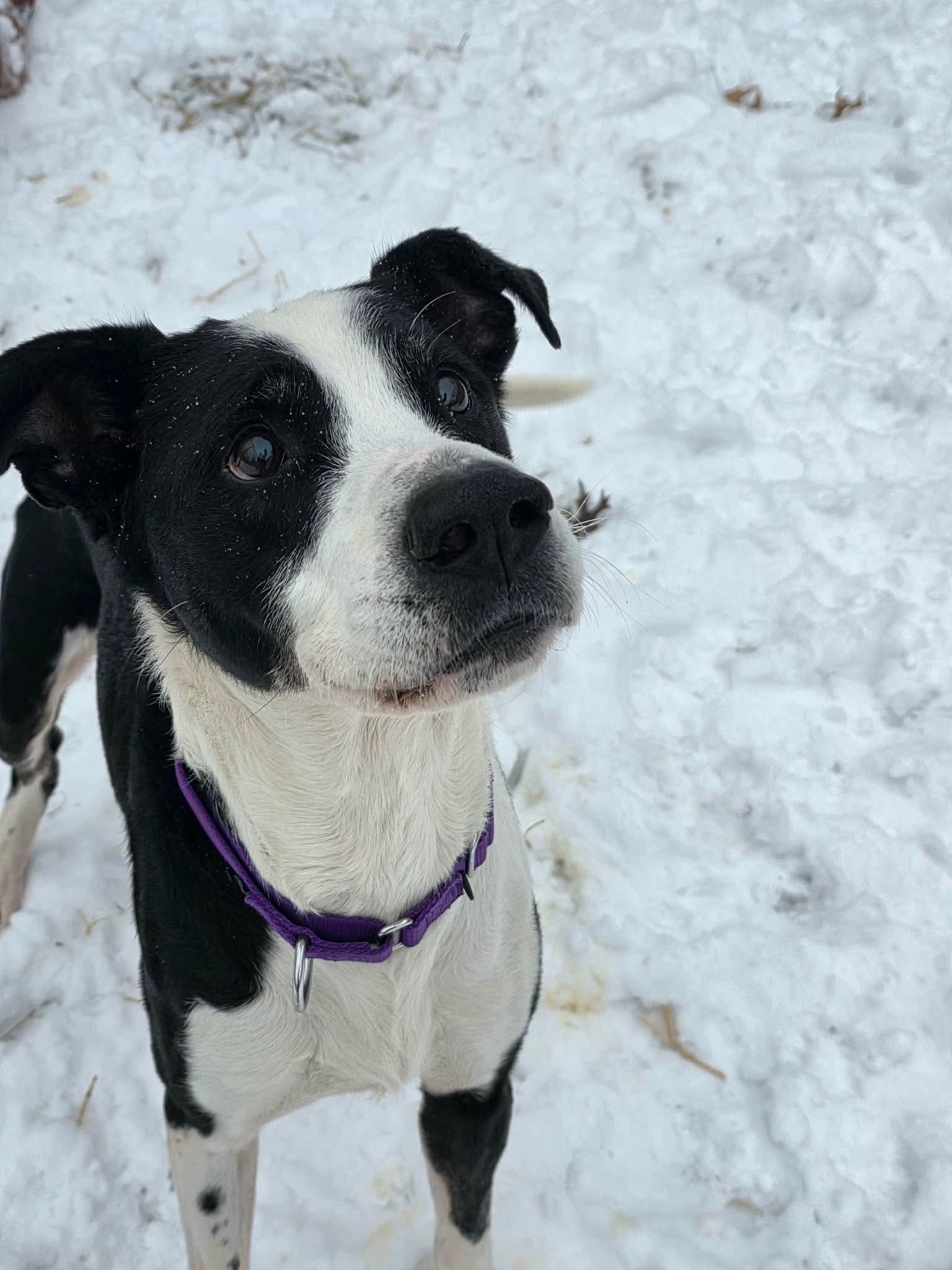Rooney, a Adoptable mixed breed in Greensburg, PA image 6/6