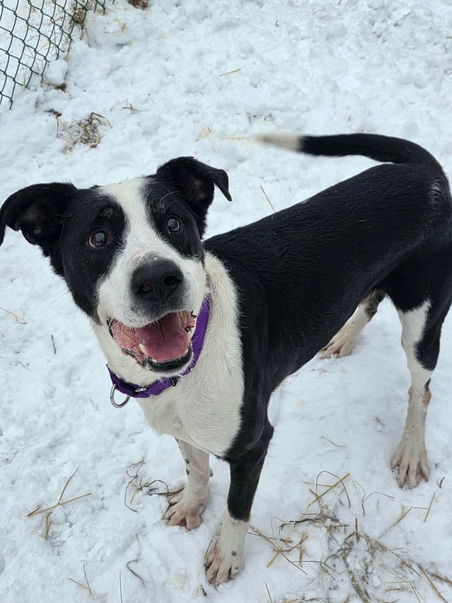 Rooney, a Adoptable mixed breed in Greensburg, PA image 3/6