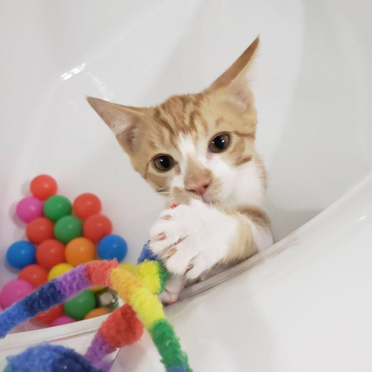 Enlarge Buttercup, a ADOPTABLE mixed breed in Richardson, TX image 2/4