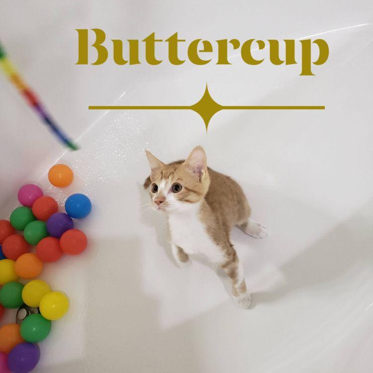 Enlarge Buttercup, a ADOPTABLE mixed breed in Richardson, TX image 1/4