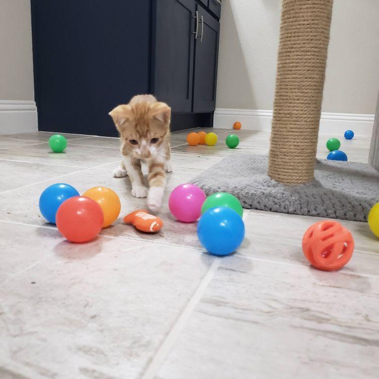 Enlarge Buttercup, a ADOPTABLE mixed breed in Richardson, TX image 3/4