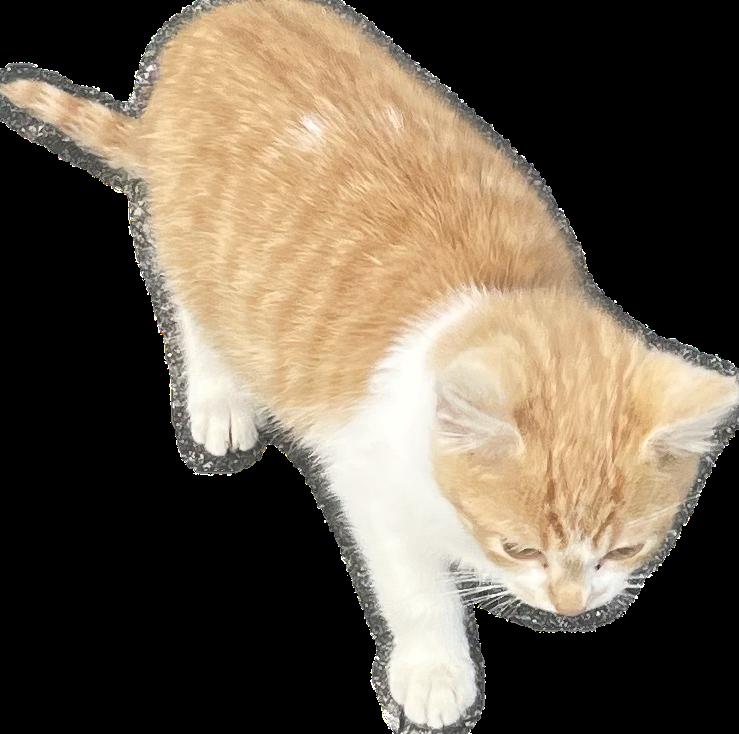 Joshie Boy, Adopted, Young Male Domestic Medium Hair.