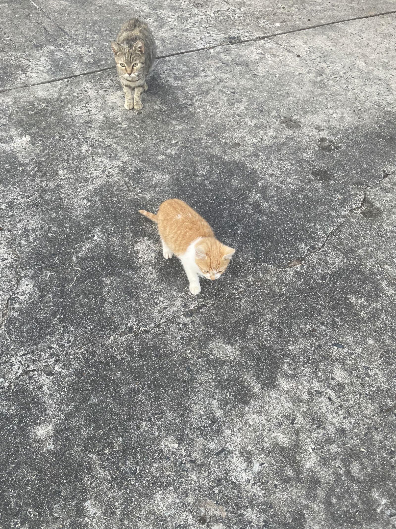 Enlarge Joshie Boy, a Adopted Domestic Medium Hair in Alpharetta, GA image 2/3