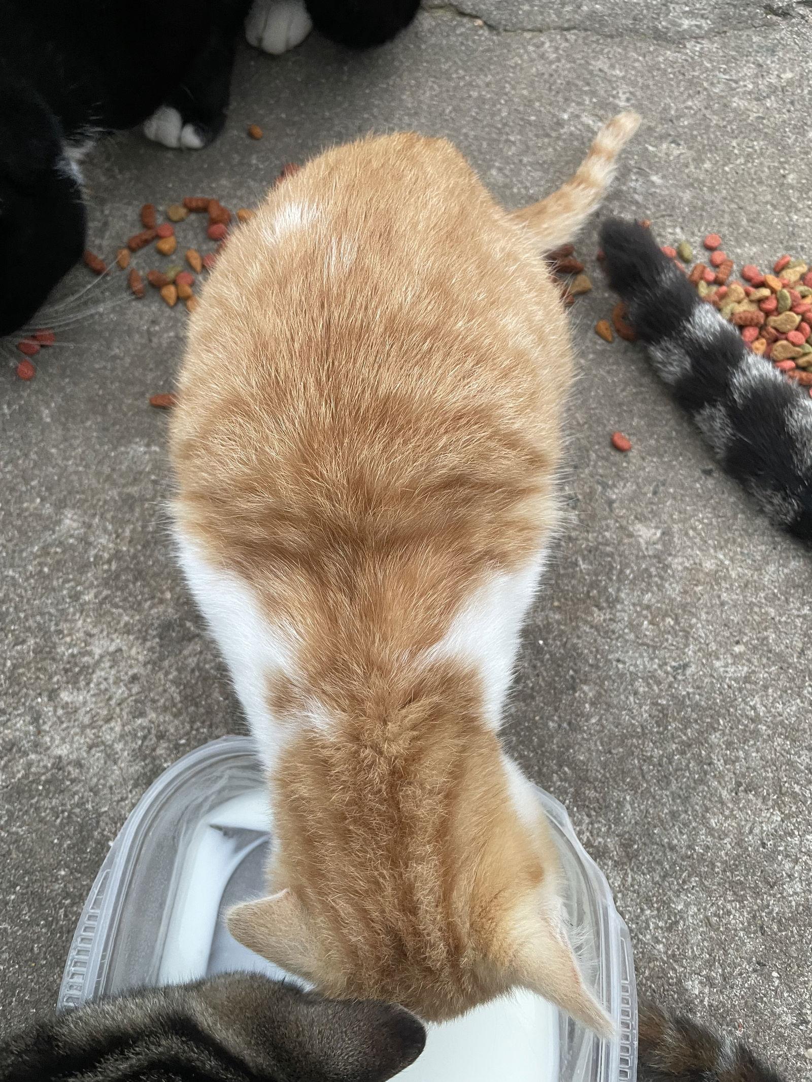 Enlarge Joshie Boy, a Adopted Domestic Medium Hair in Alpharetta, GA image 3/3