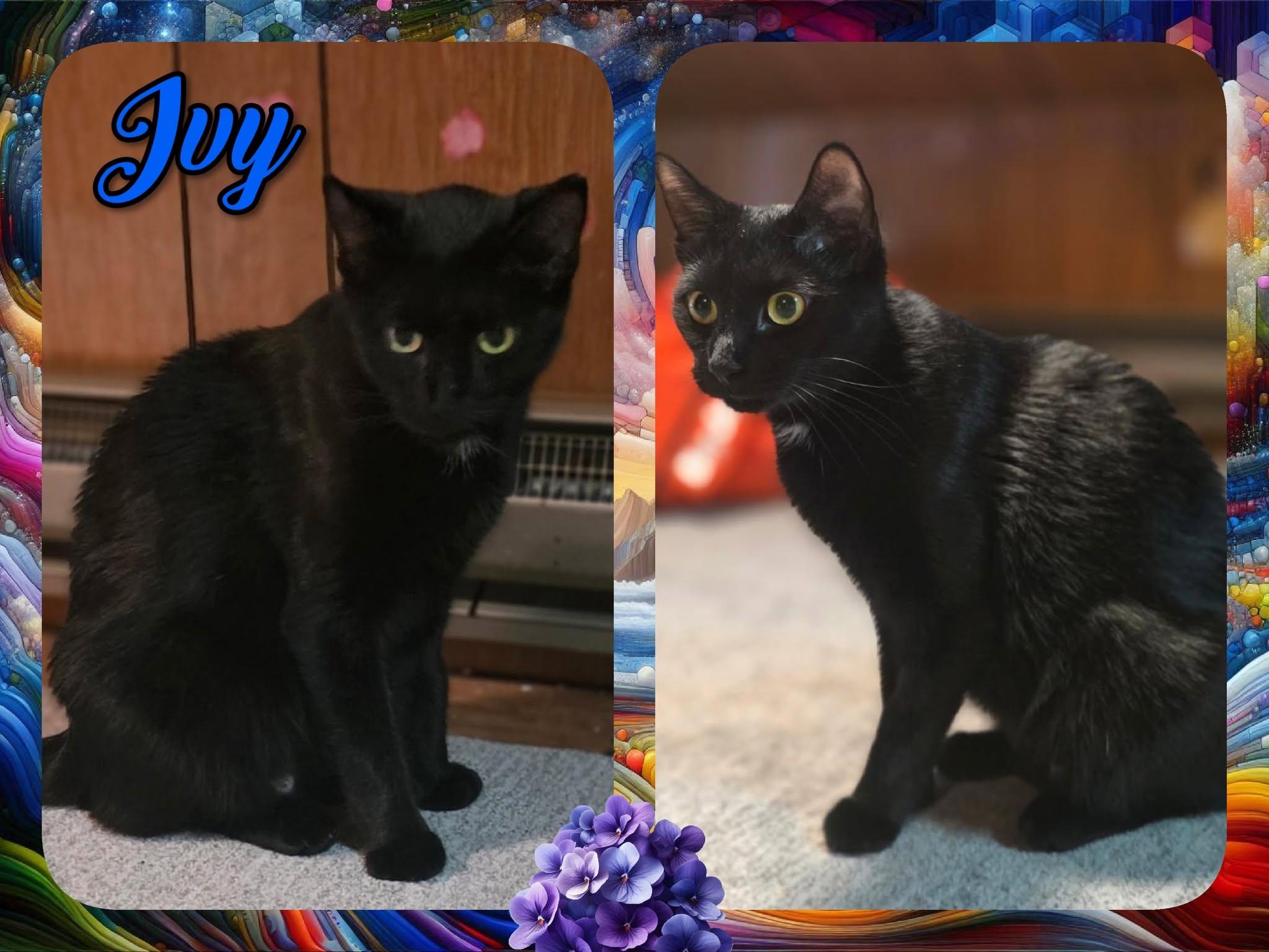 Ivy, ADOPTABLE, Kitten Female Domestic Short Hair.