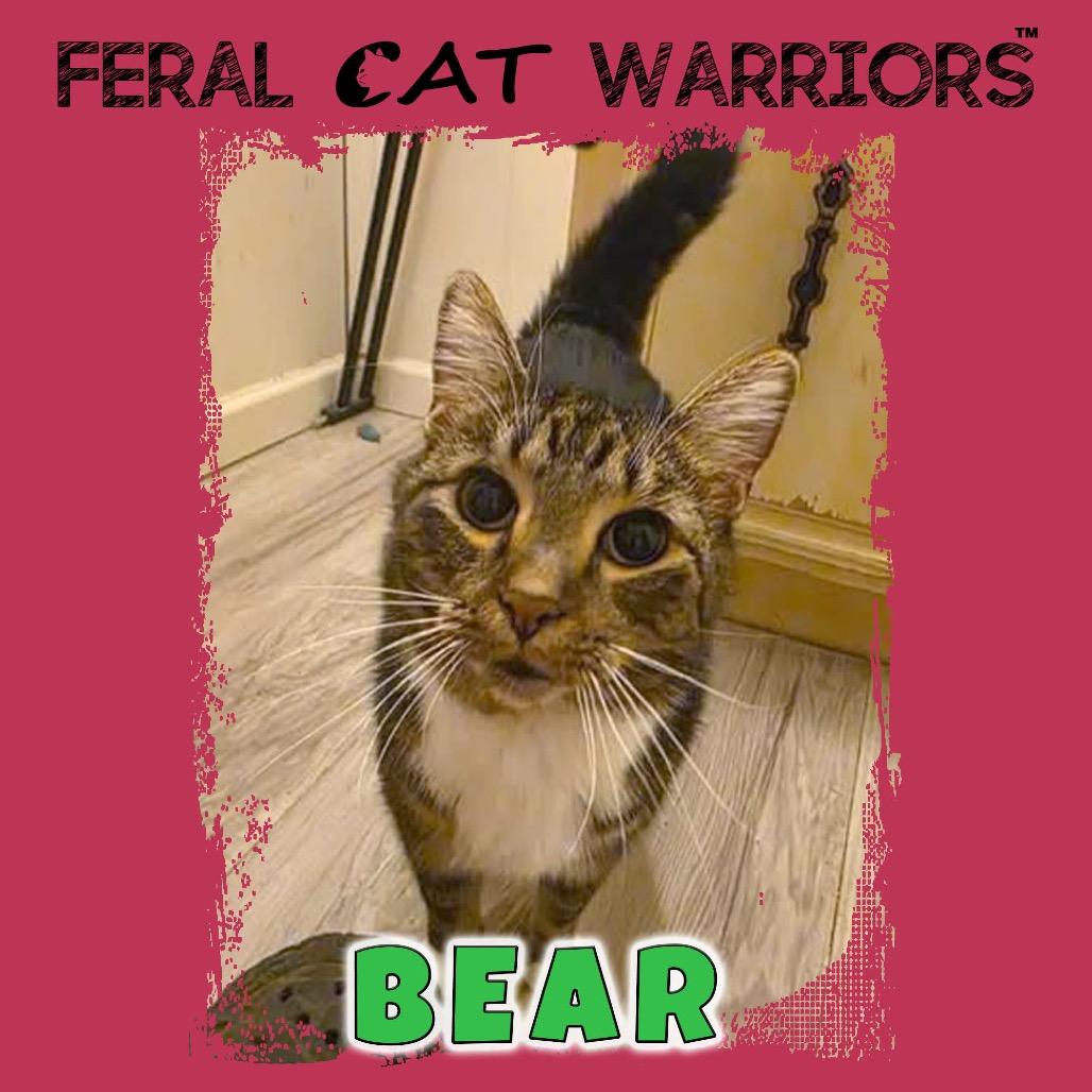 Bear, Adoptable, Adult Male Domestic Short Hair.